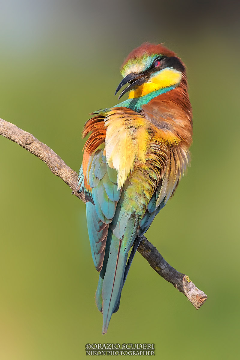 Merops apiaster