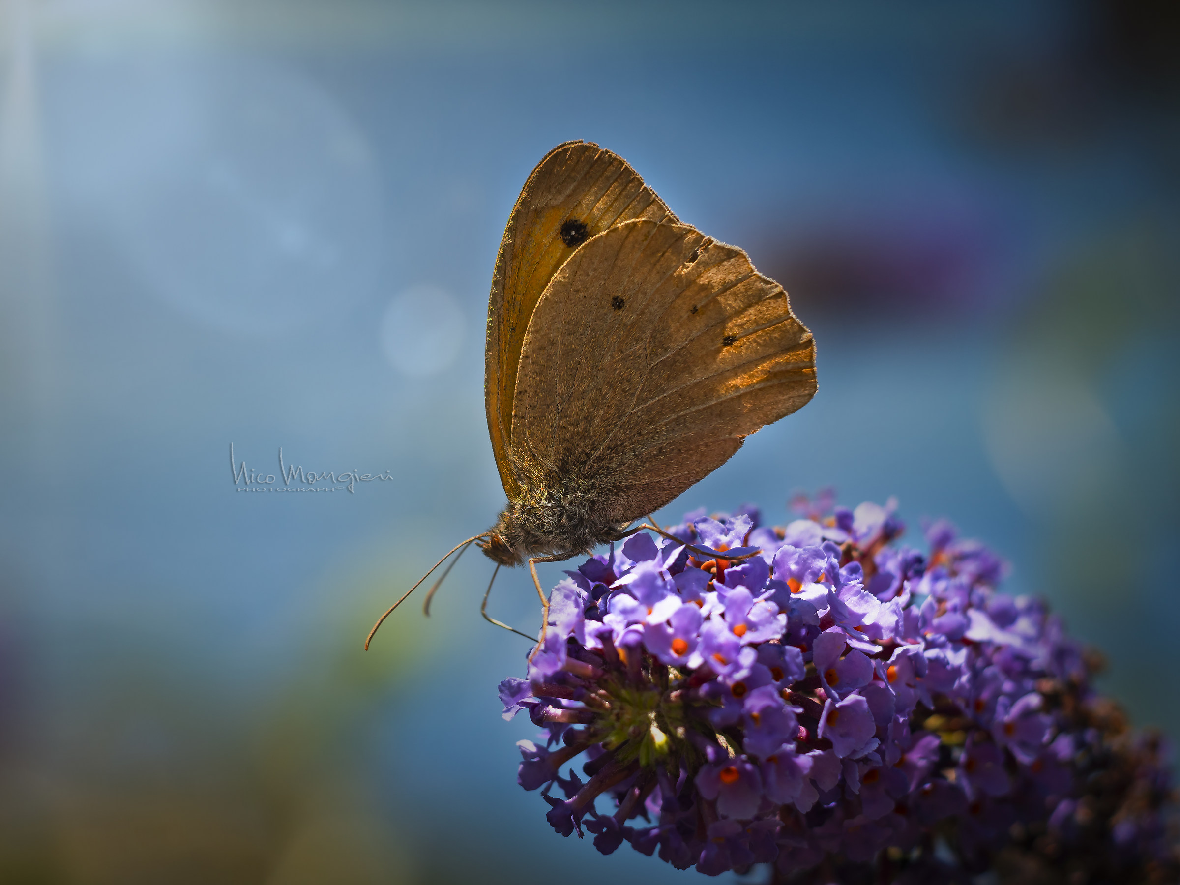 Butterfly Brown