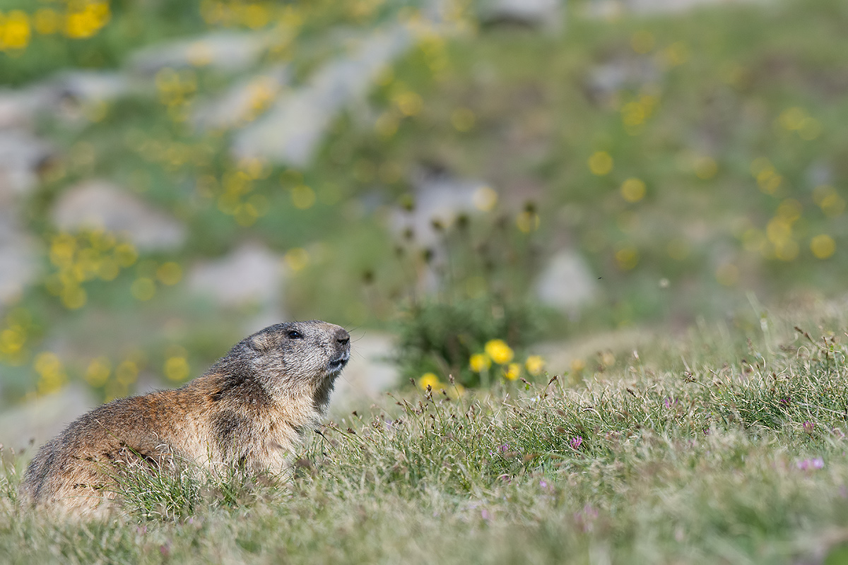 Marmot