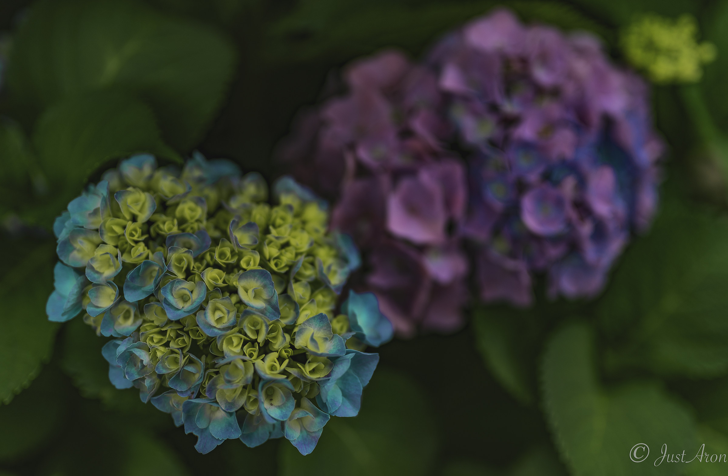 Hydrangea 1