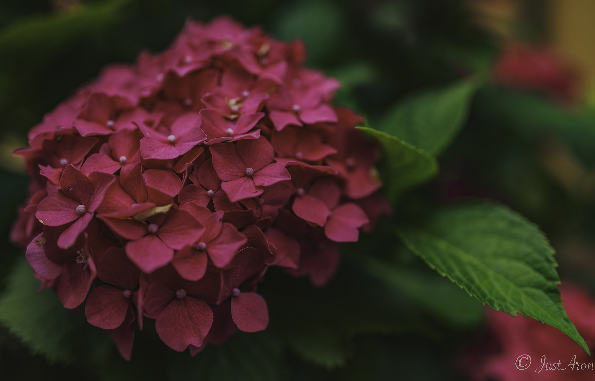 Hydrangea 3