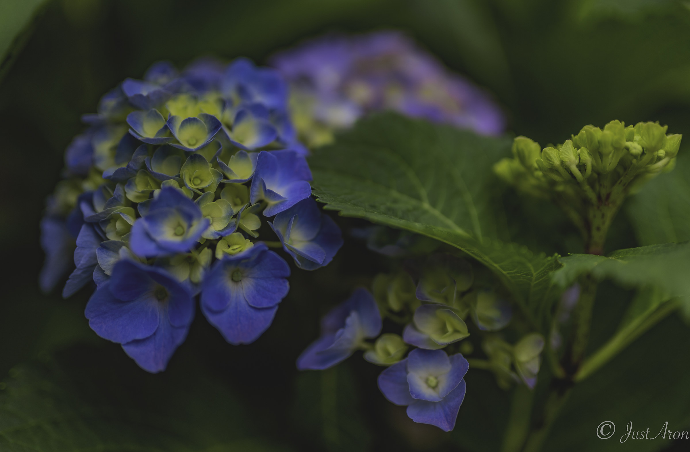 Hydrangea 4