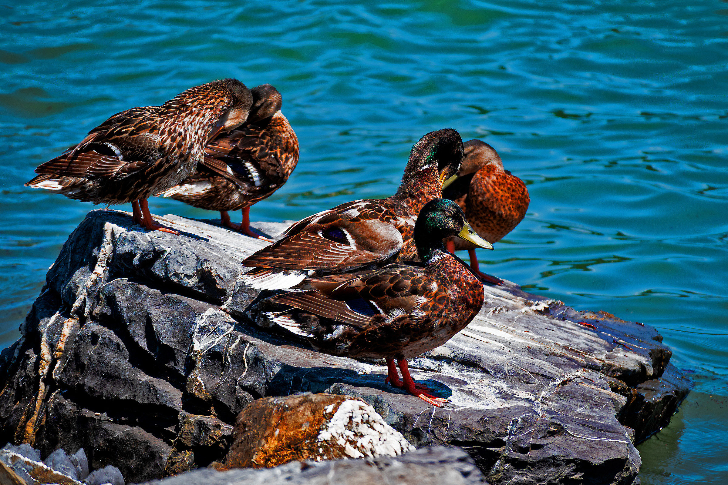 Spidocchiata in compagnia