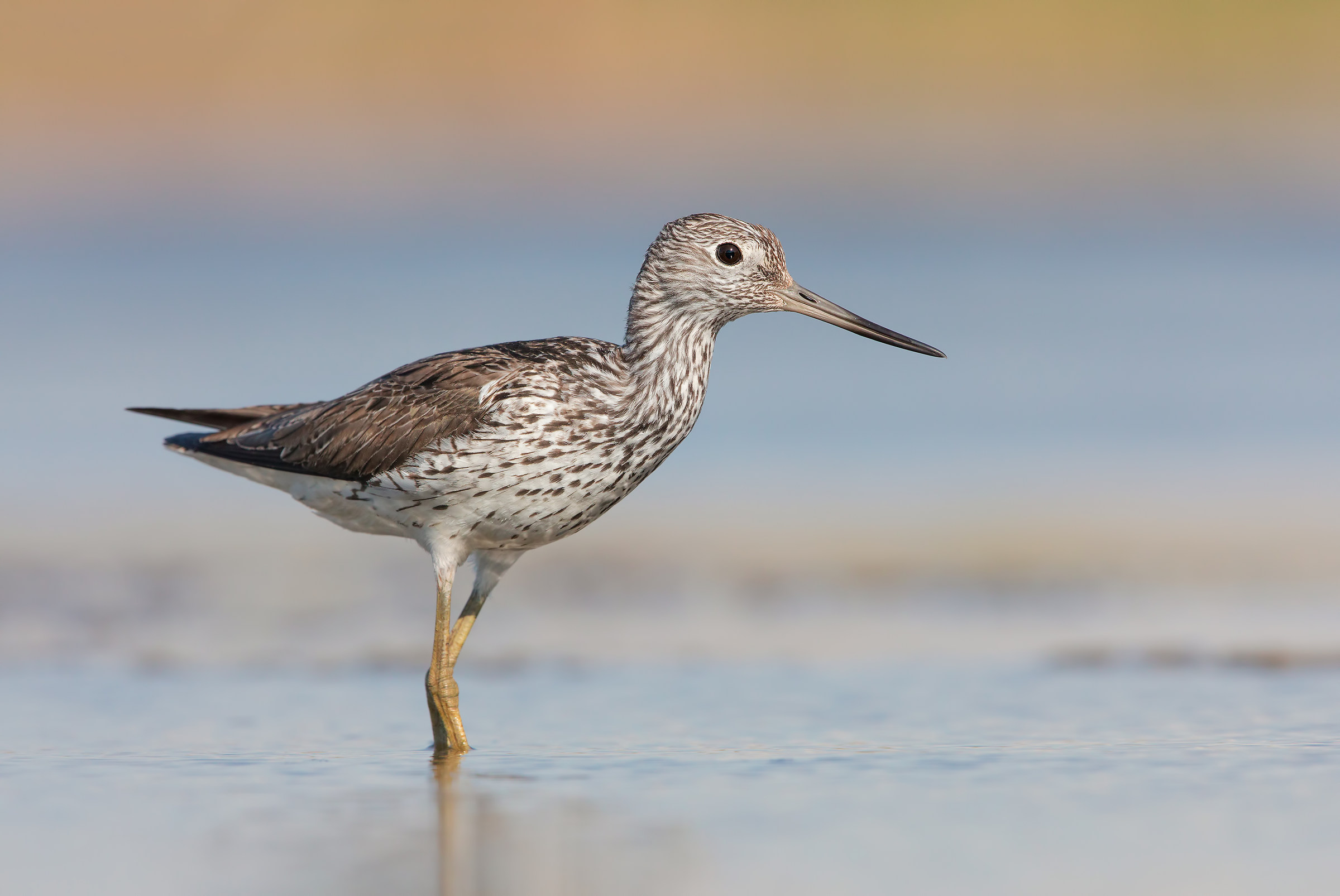 Greenshank