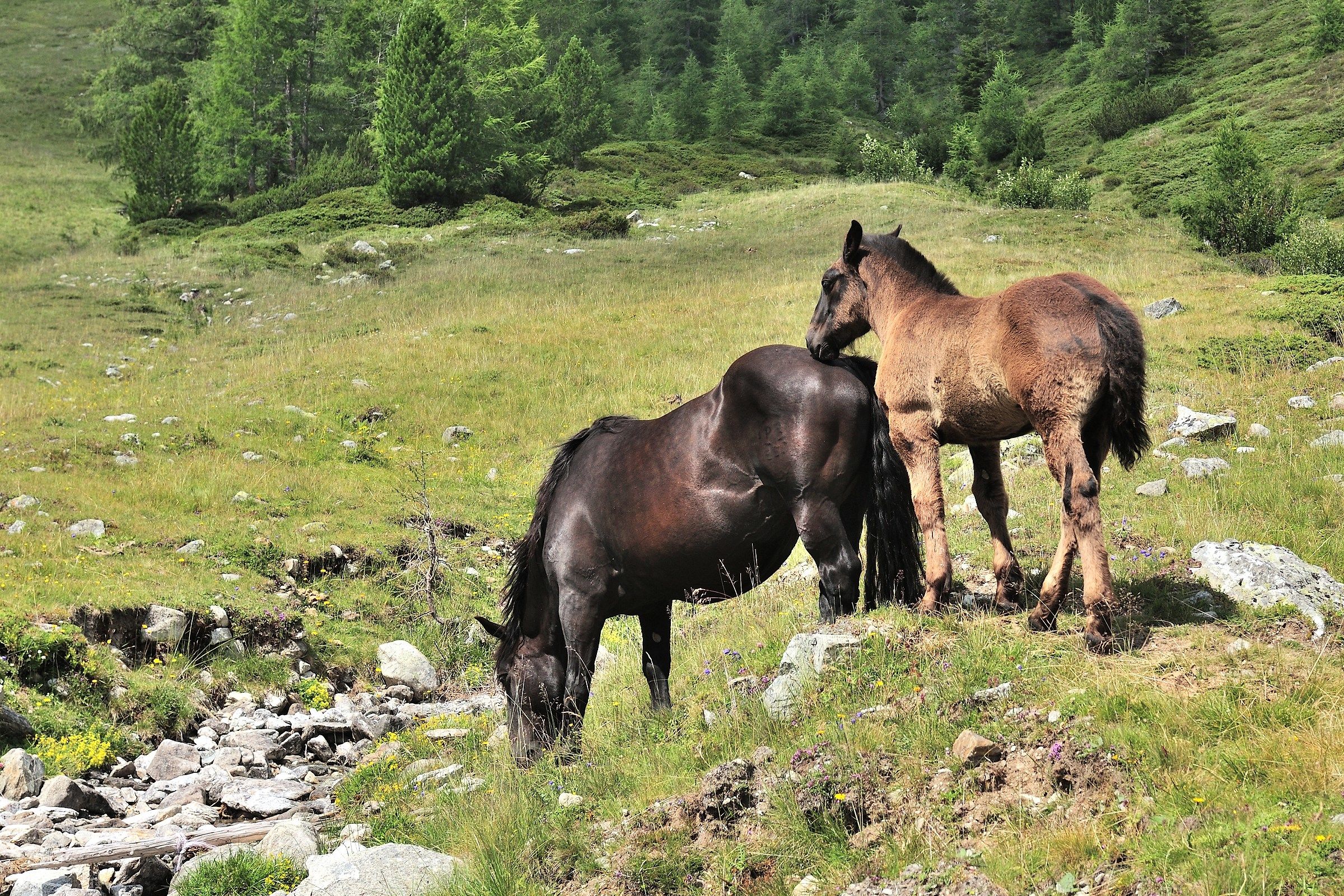 Mamma, quando arriva il fratellino?