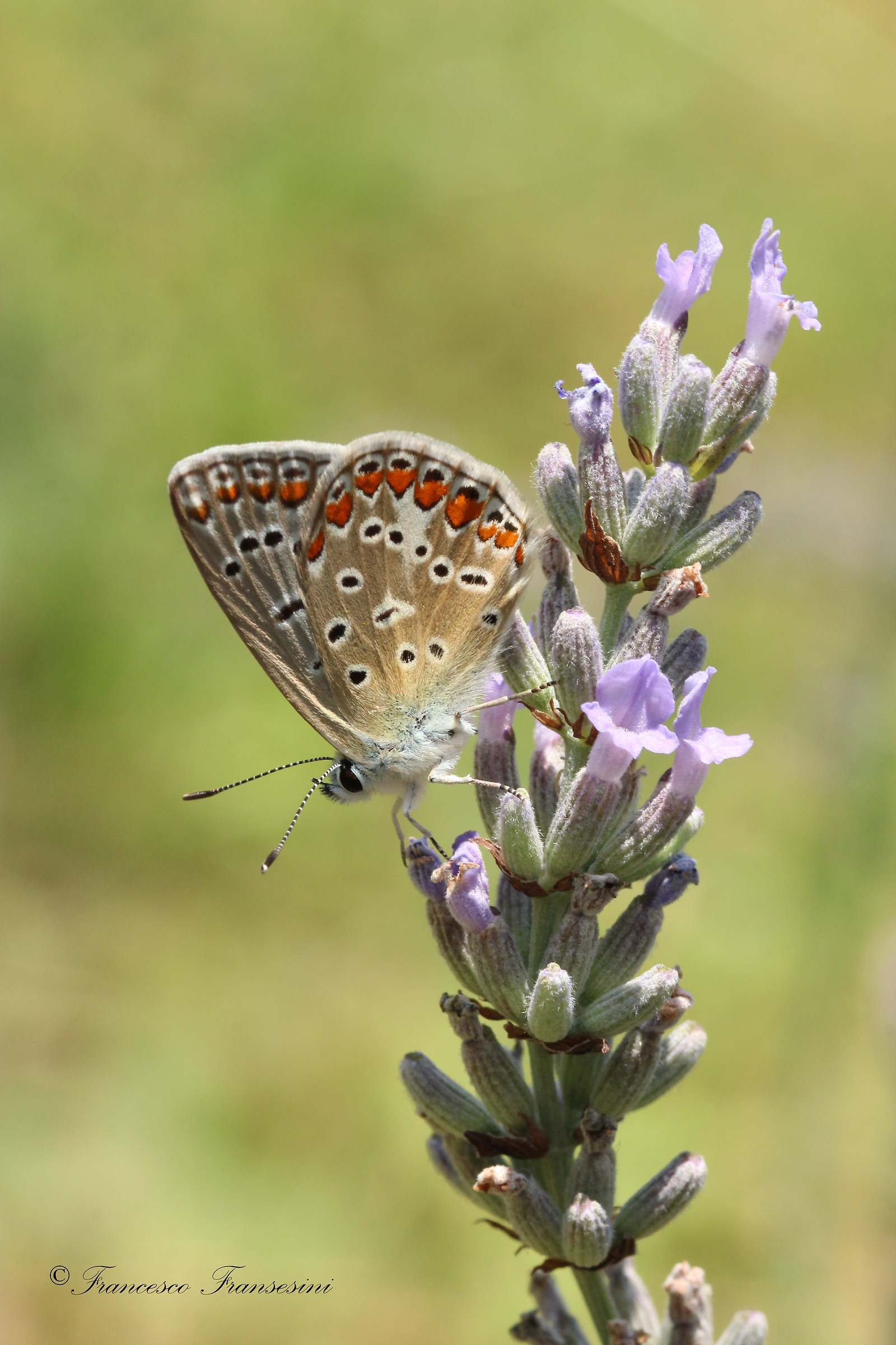 Polyommatus Icarus