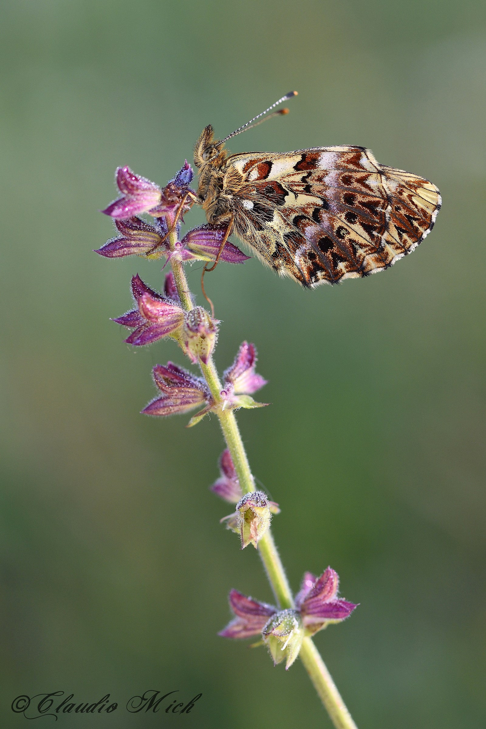 Boloria titania