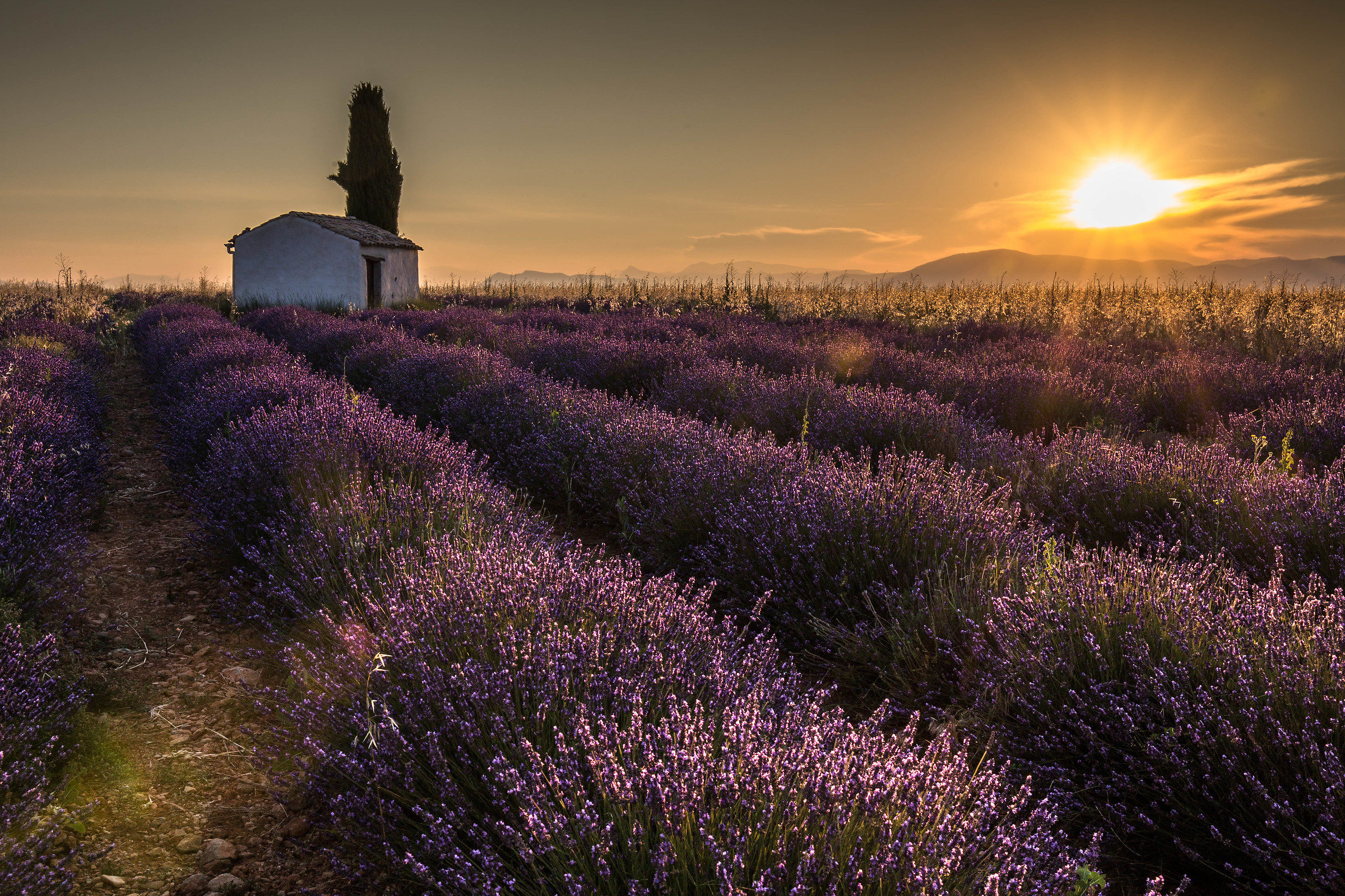 Alba tra la lavanda