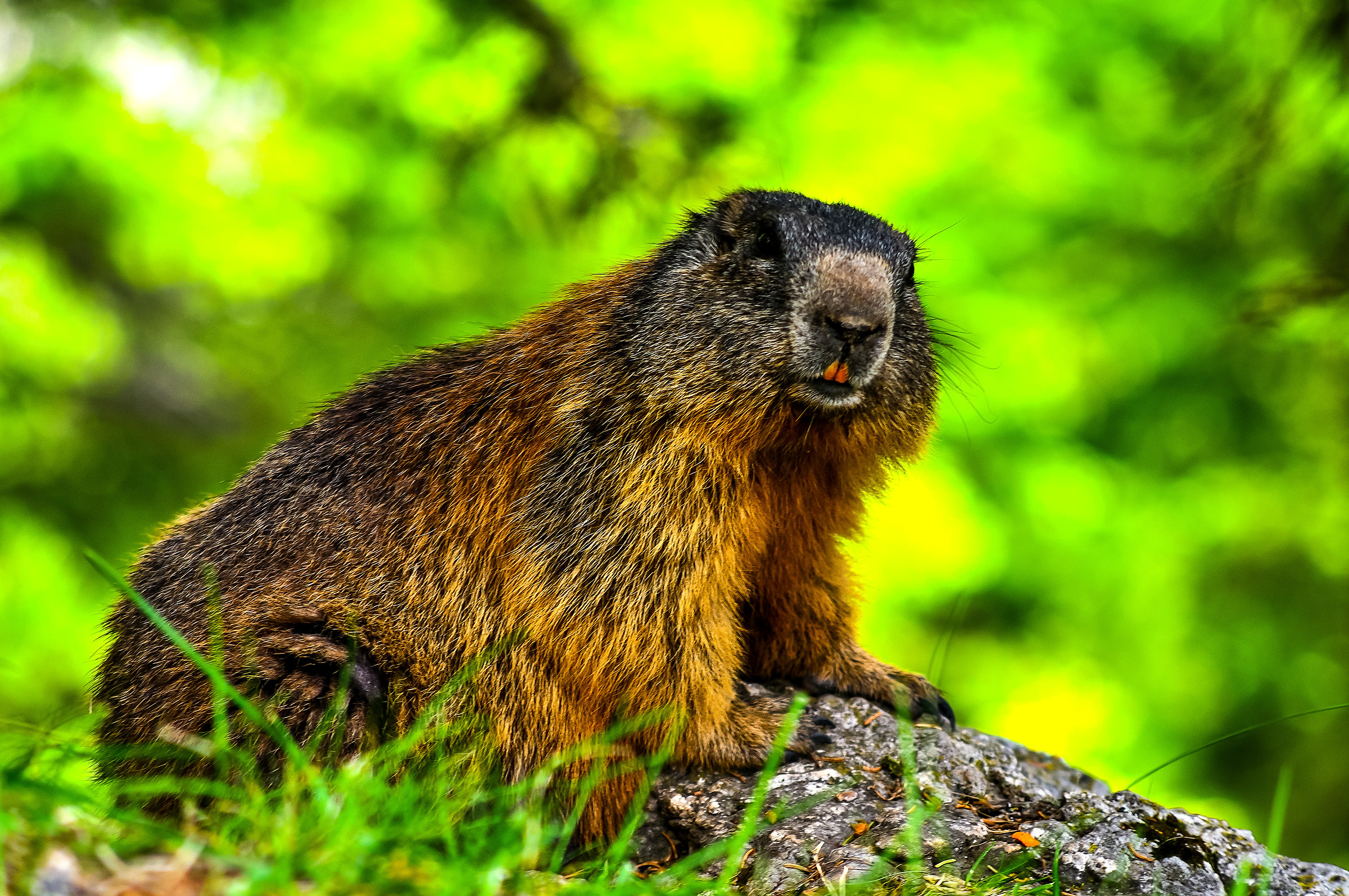 The dolomitic marmote