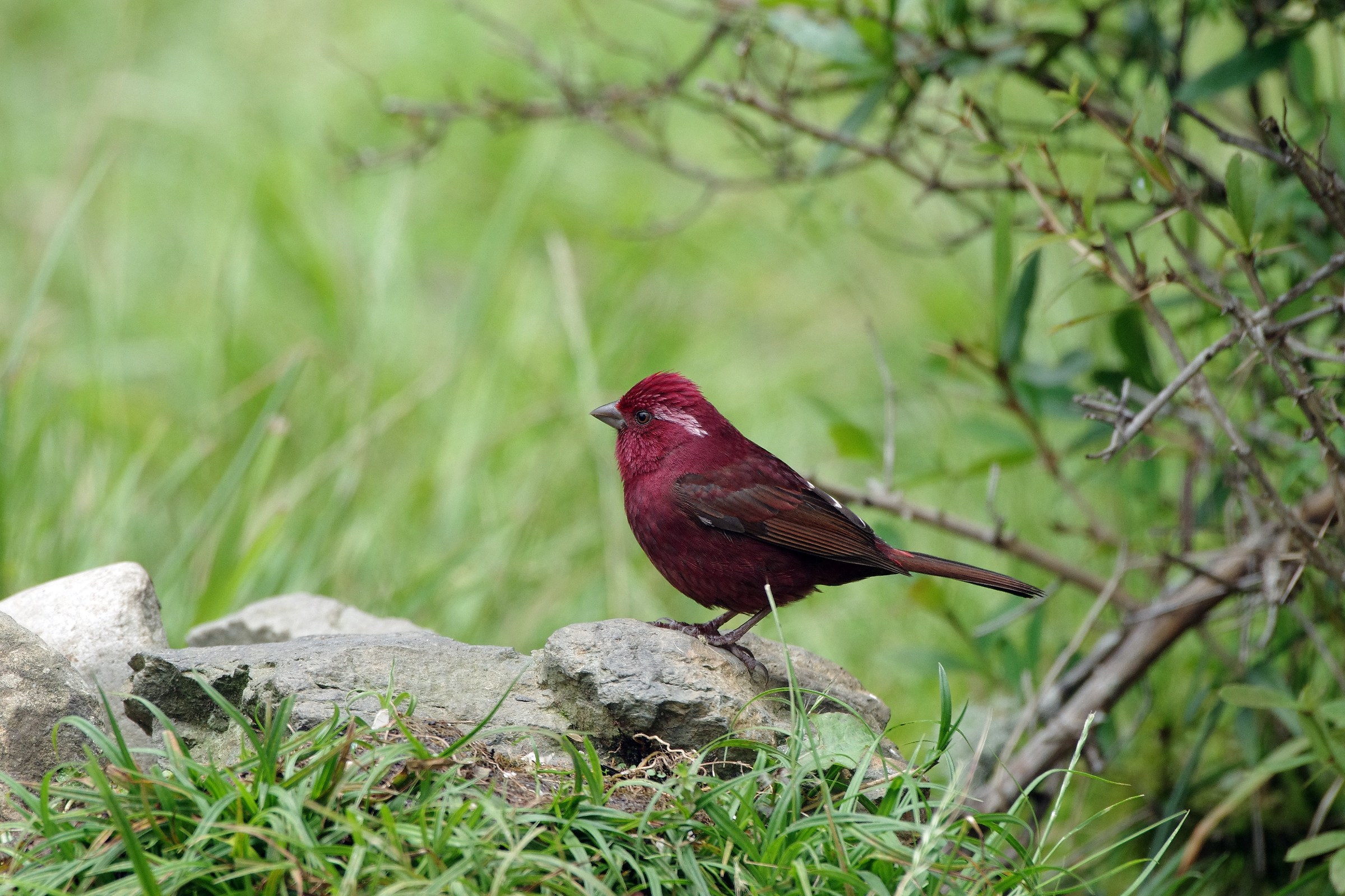 Taiwan Ciuffolotto (maschio)