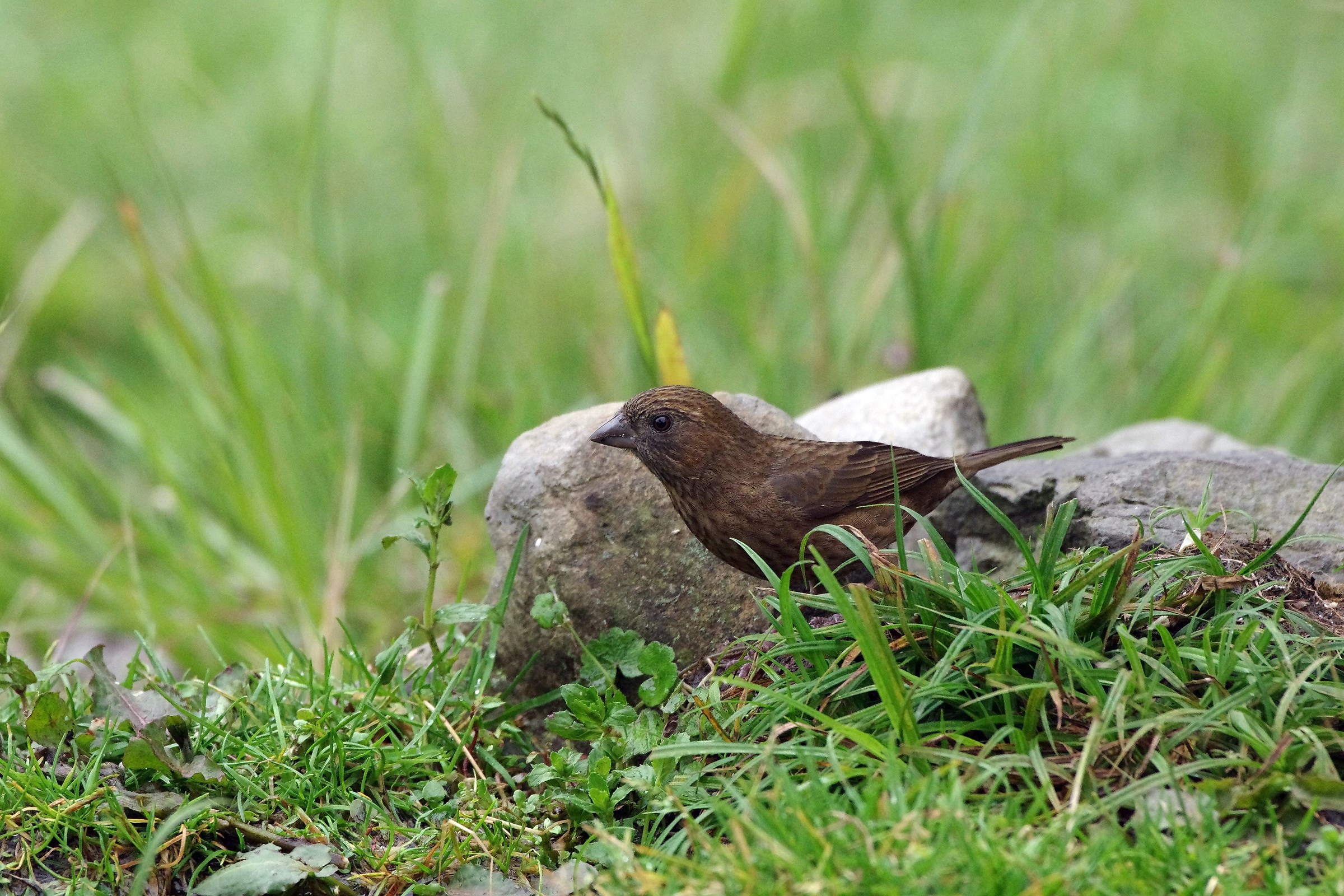 Taiwan Rosefinch(female)