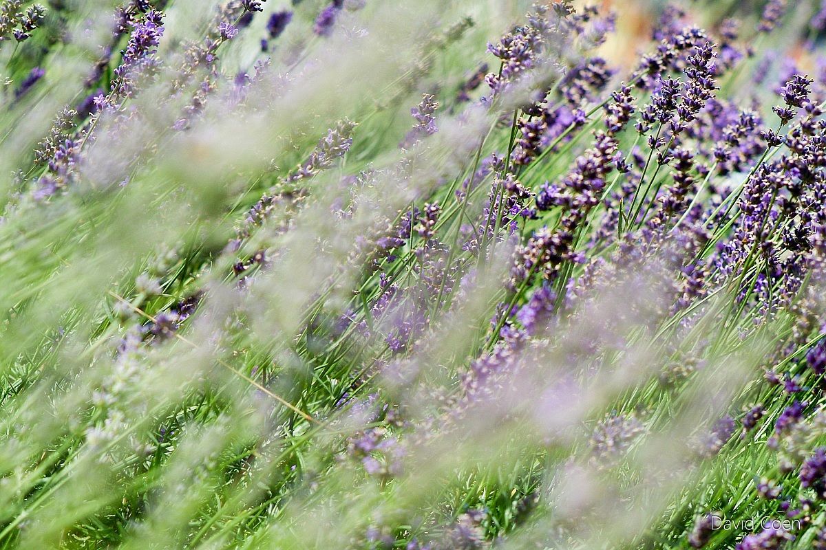 Lavanda