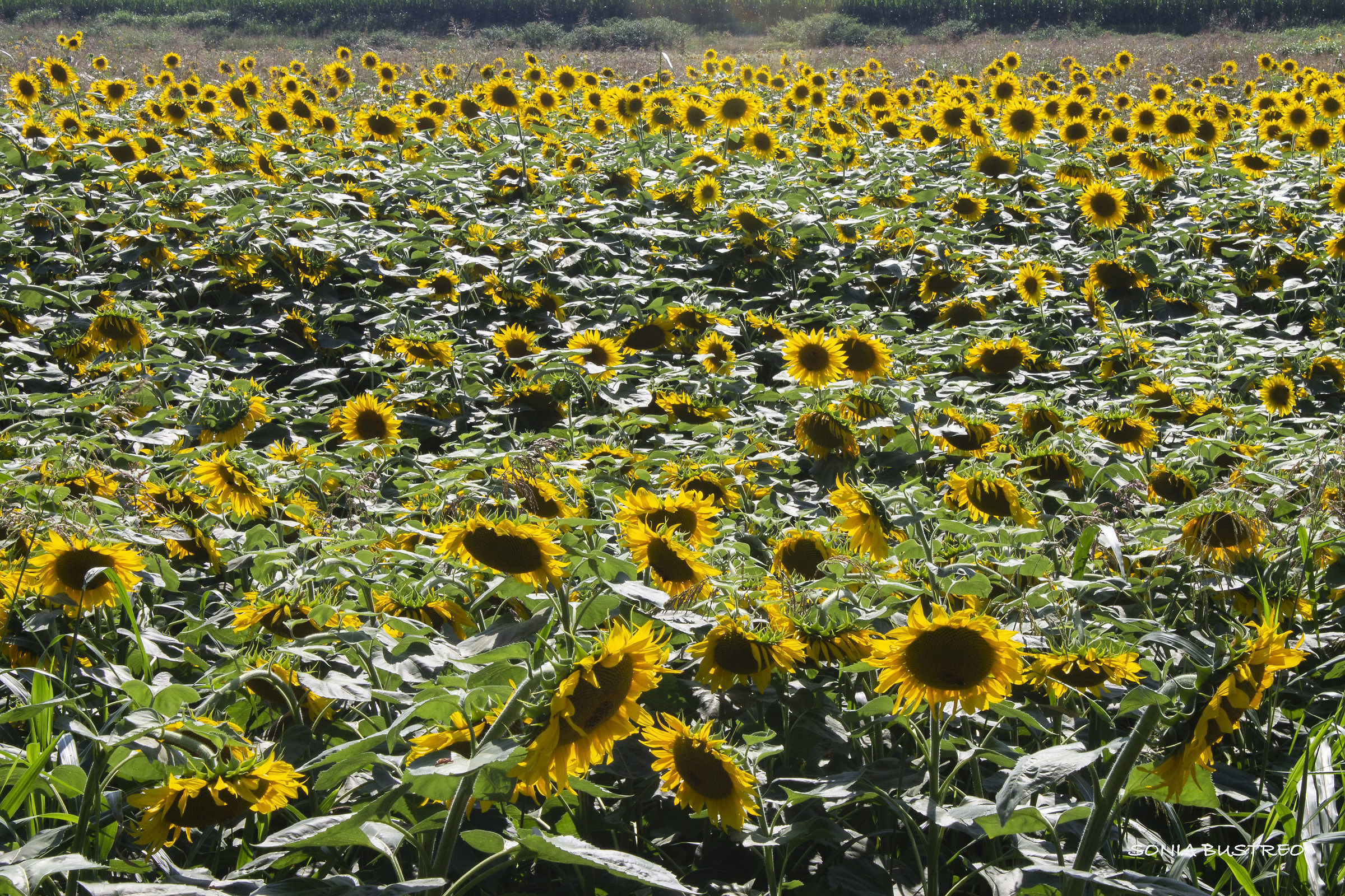 campo di girasoli
