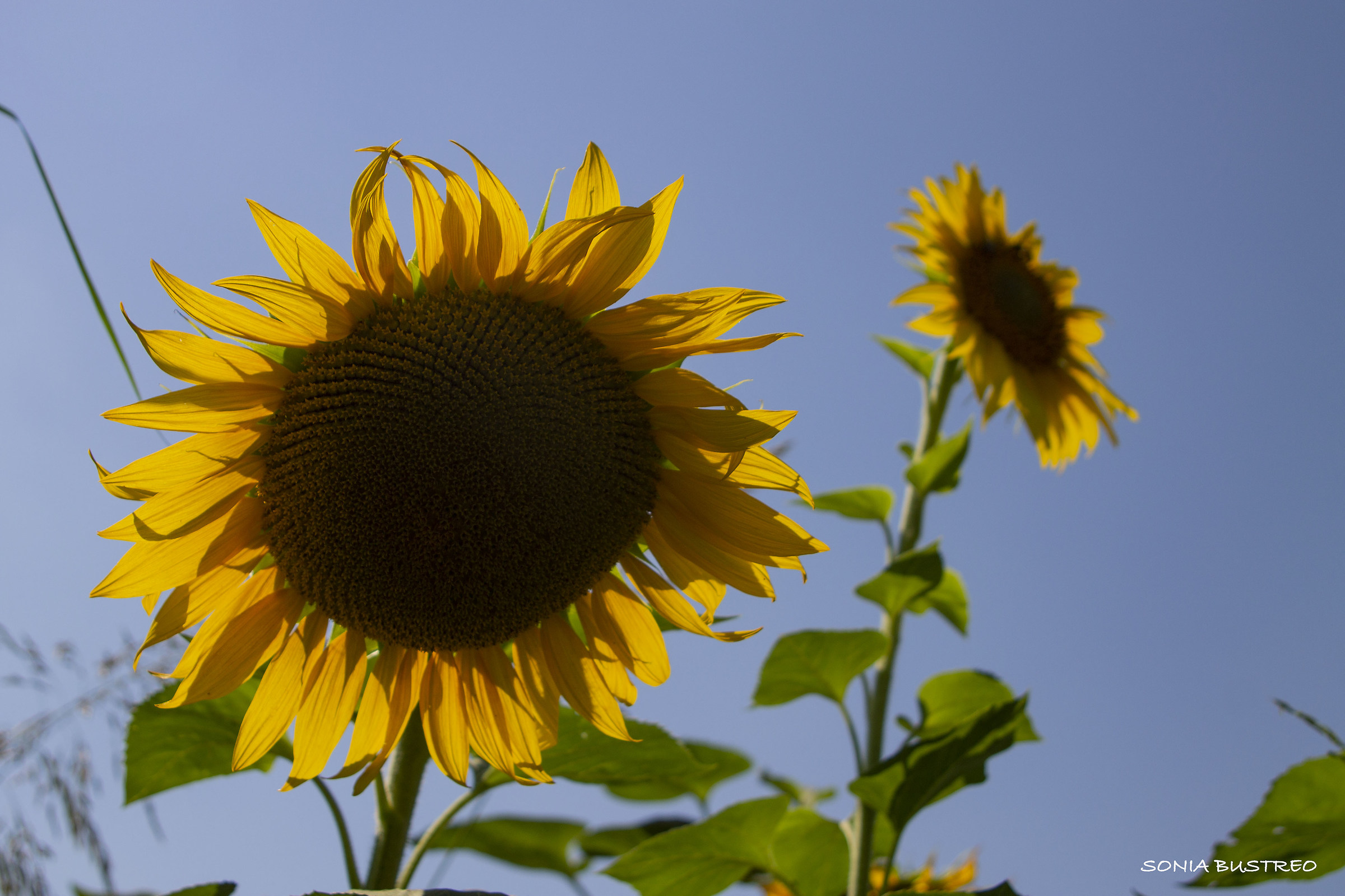 Girasoli in cielo