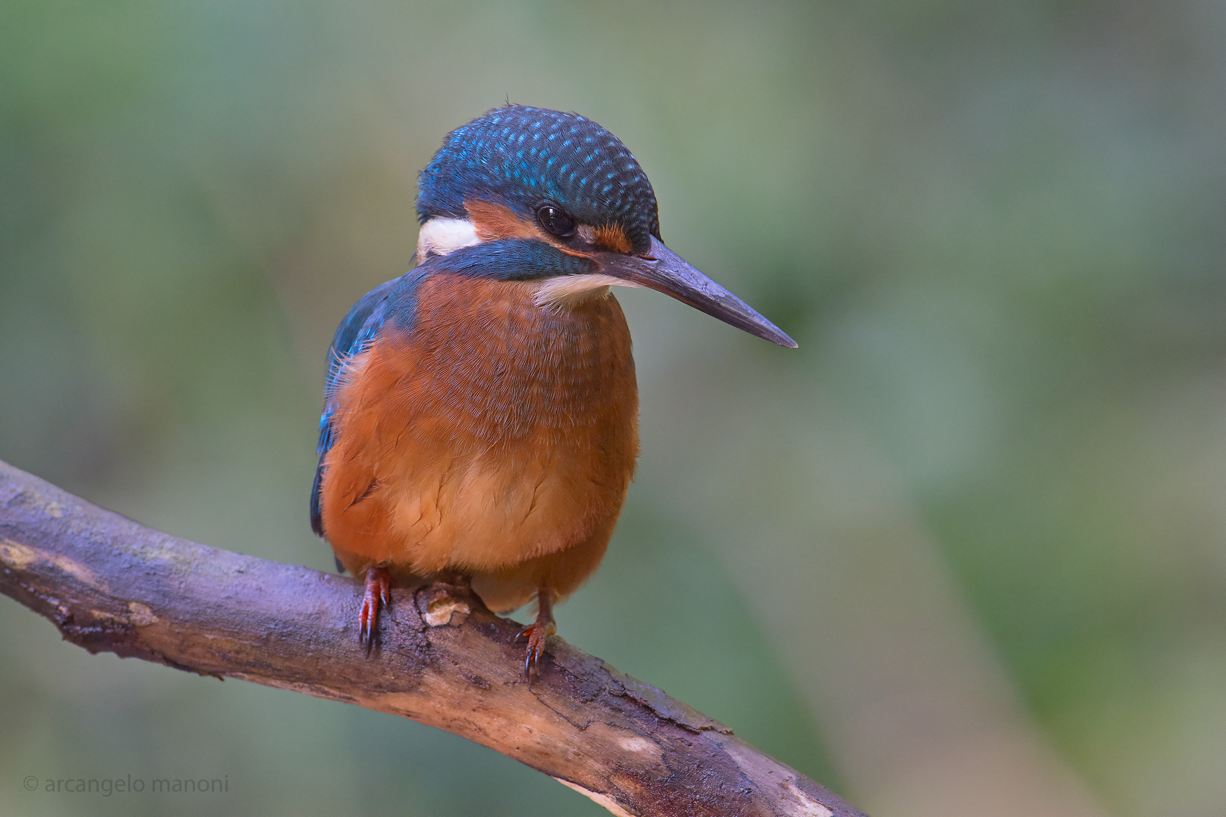 This morning I have not photographed anything new: Martino!!