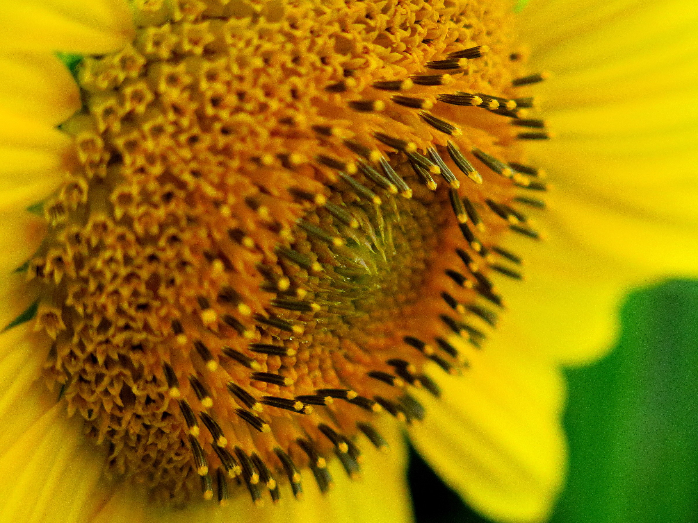macro girasole