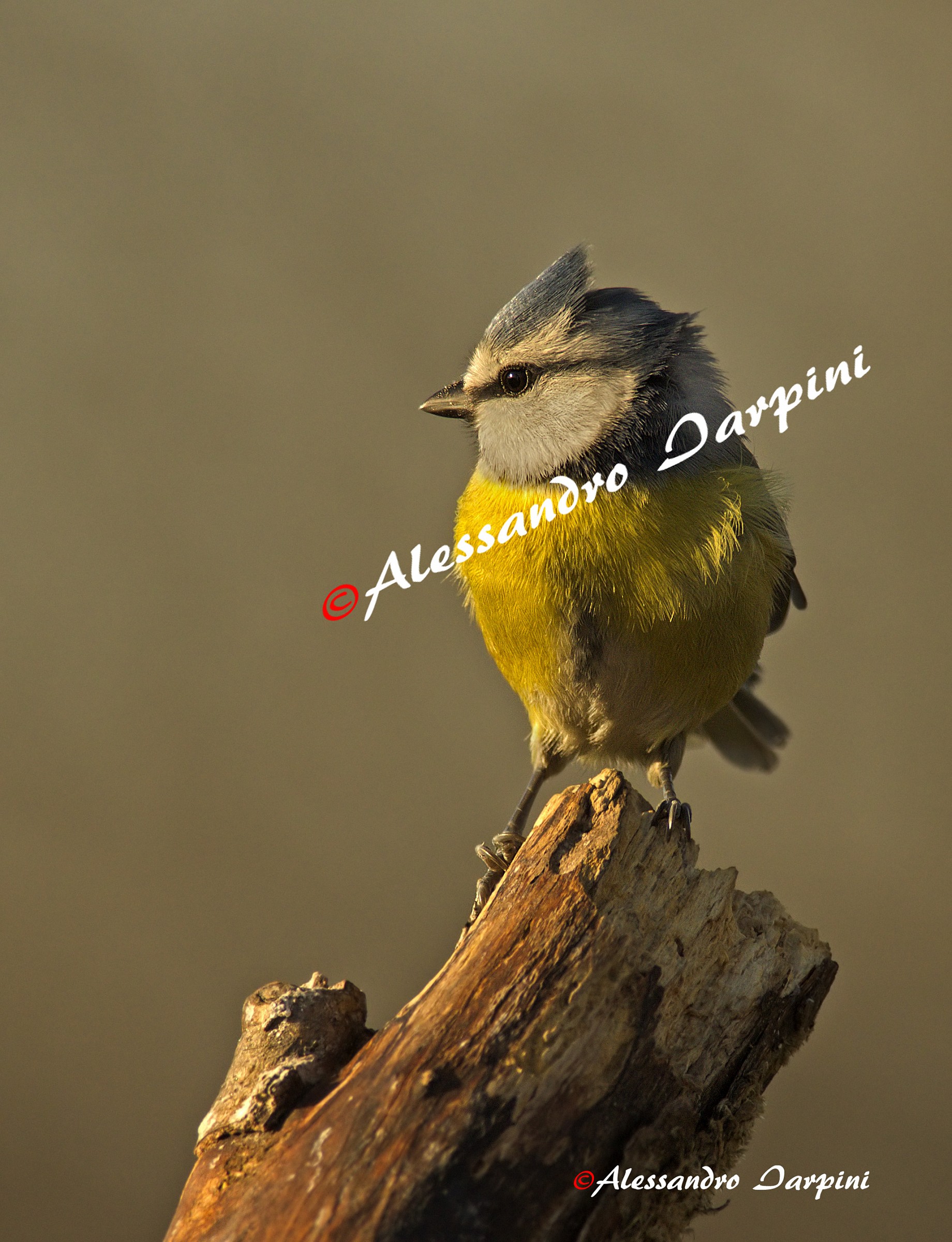 Blue Tit
