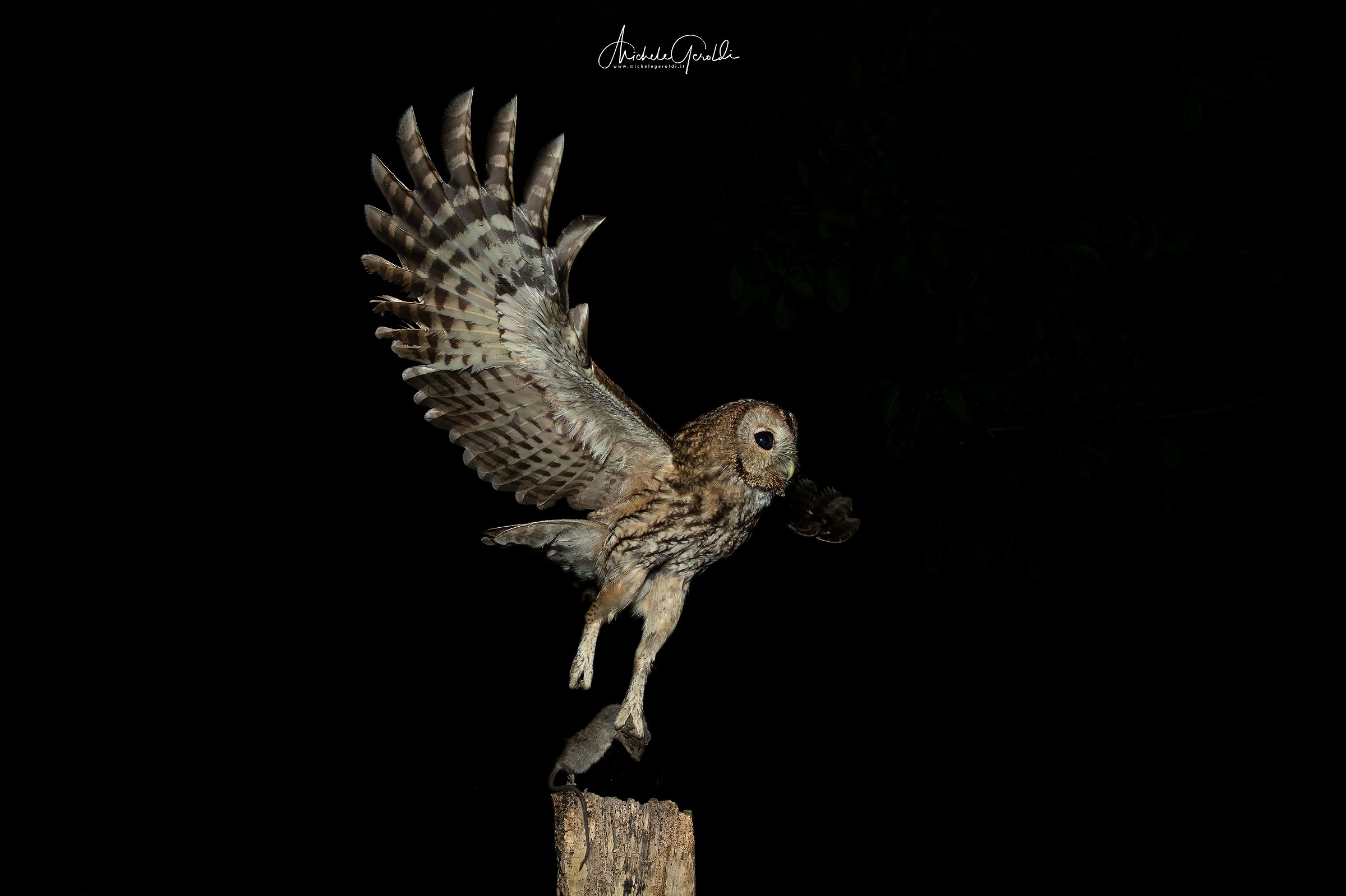 Tawny Owl