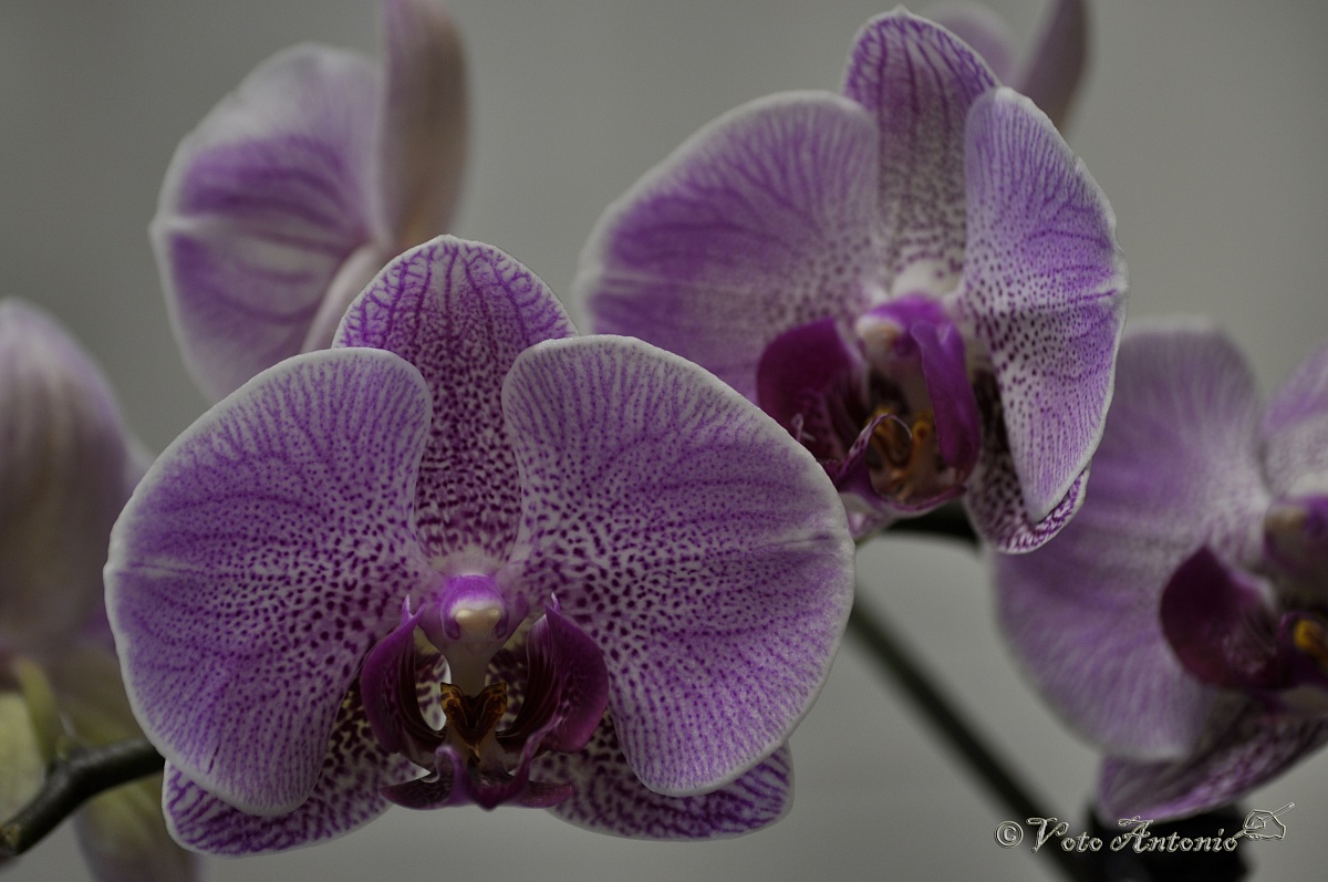 The orchid Autumn