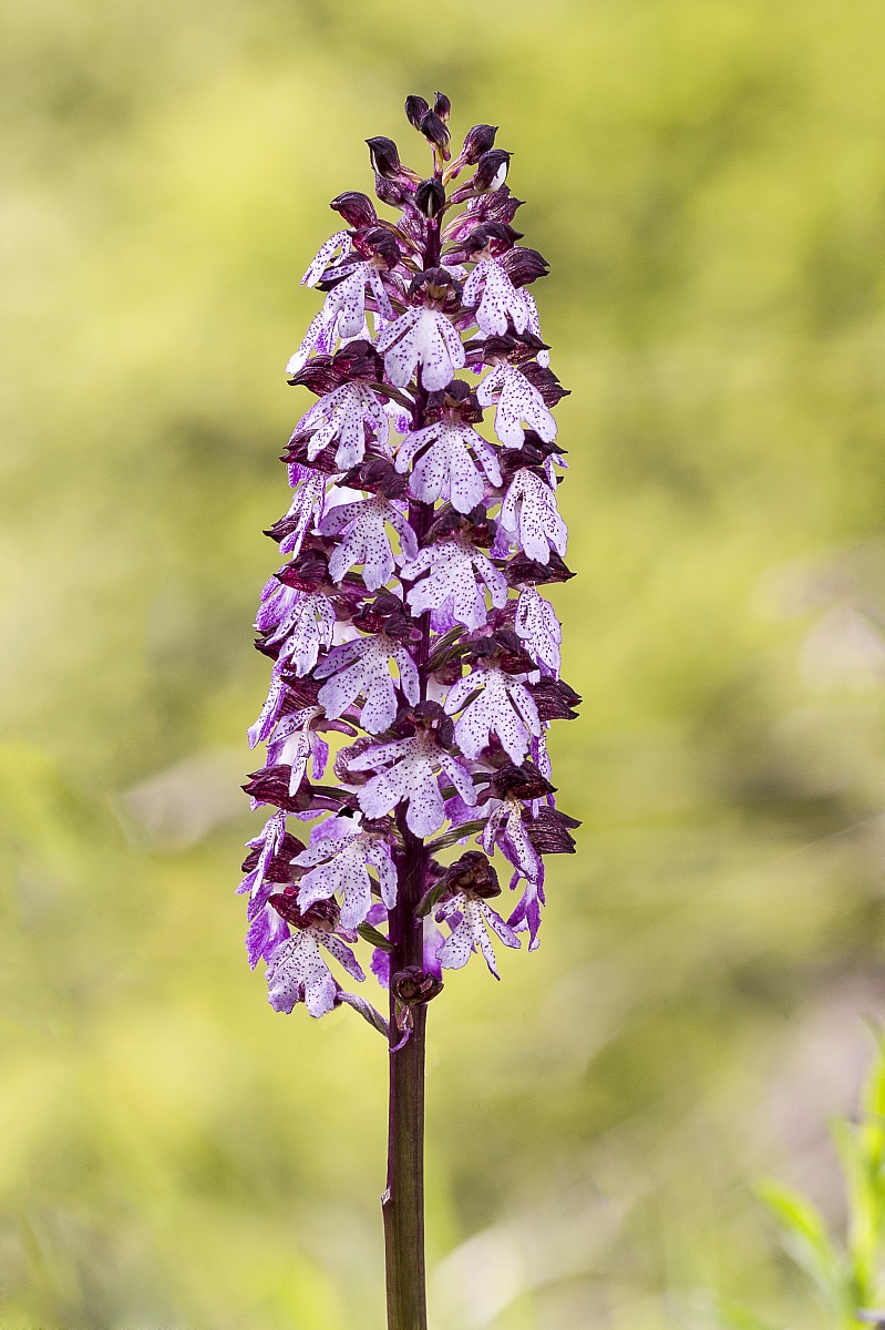 Orchis purpurea