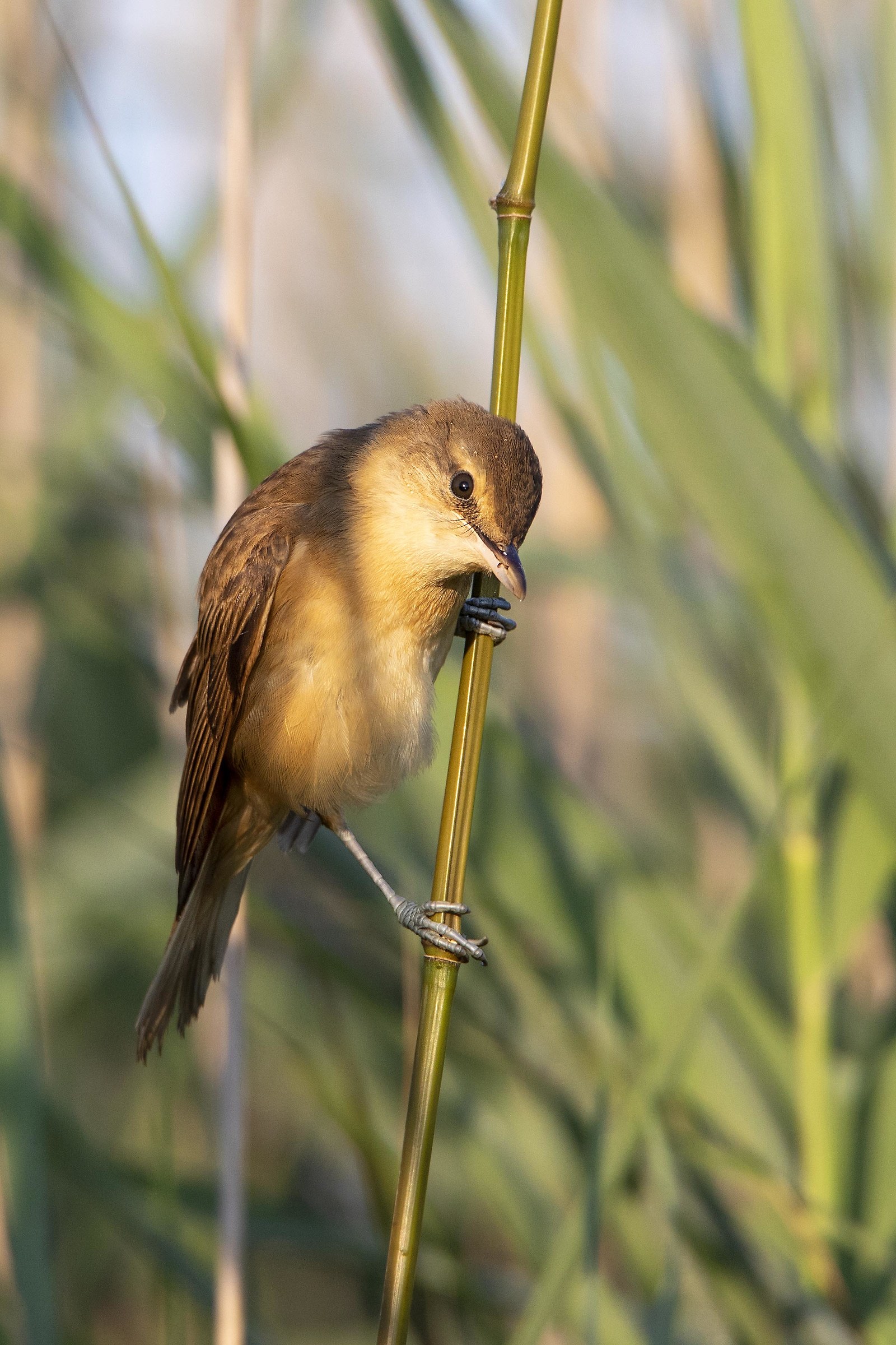 Reed Warbler