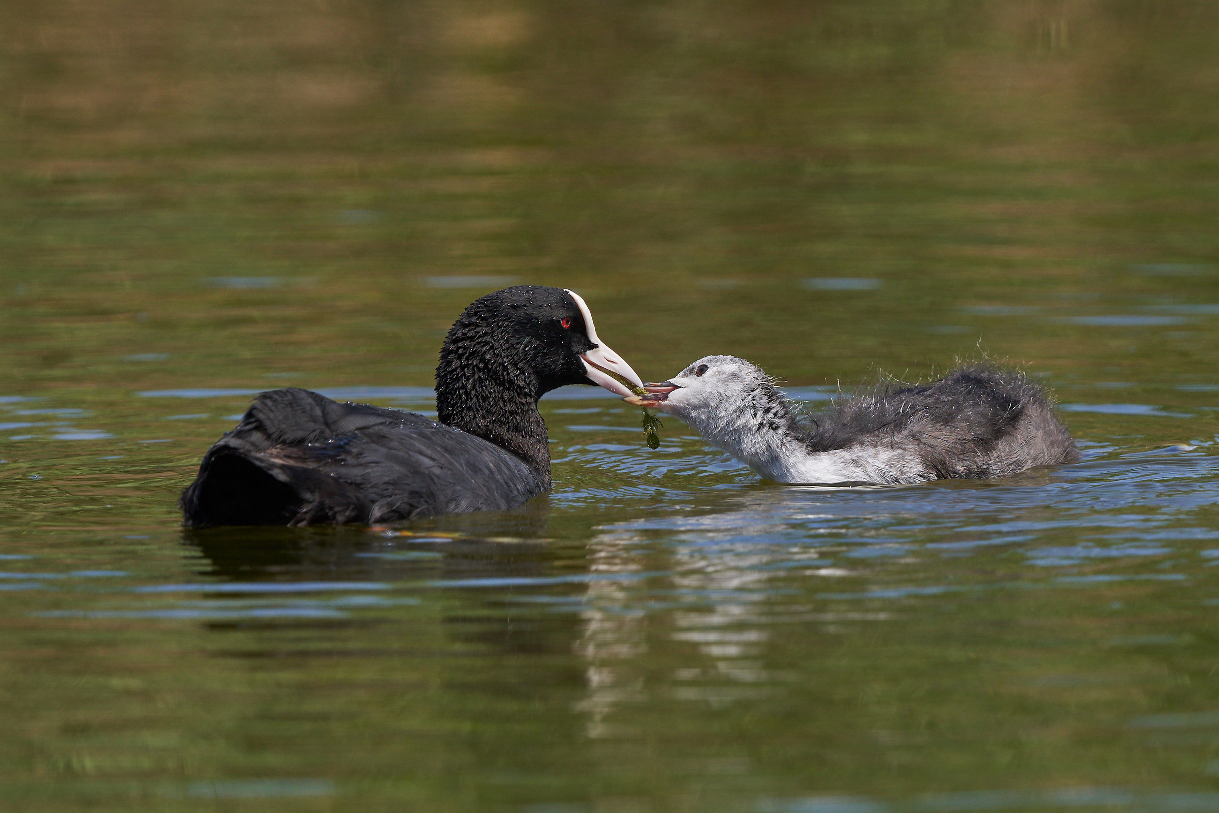 Coot with immature # 2