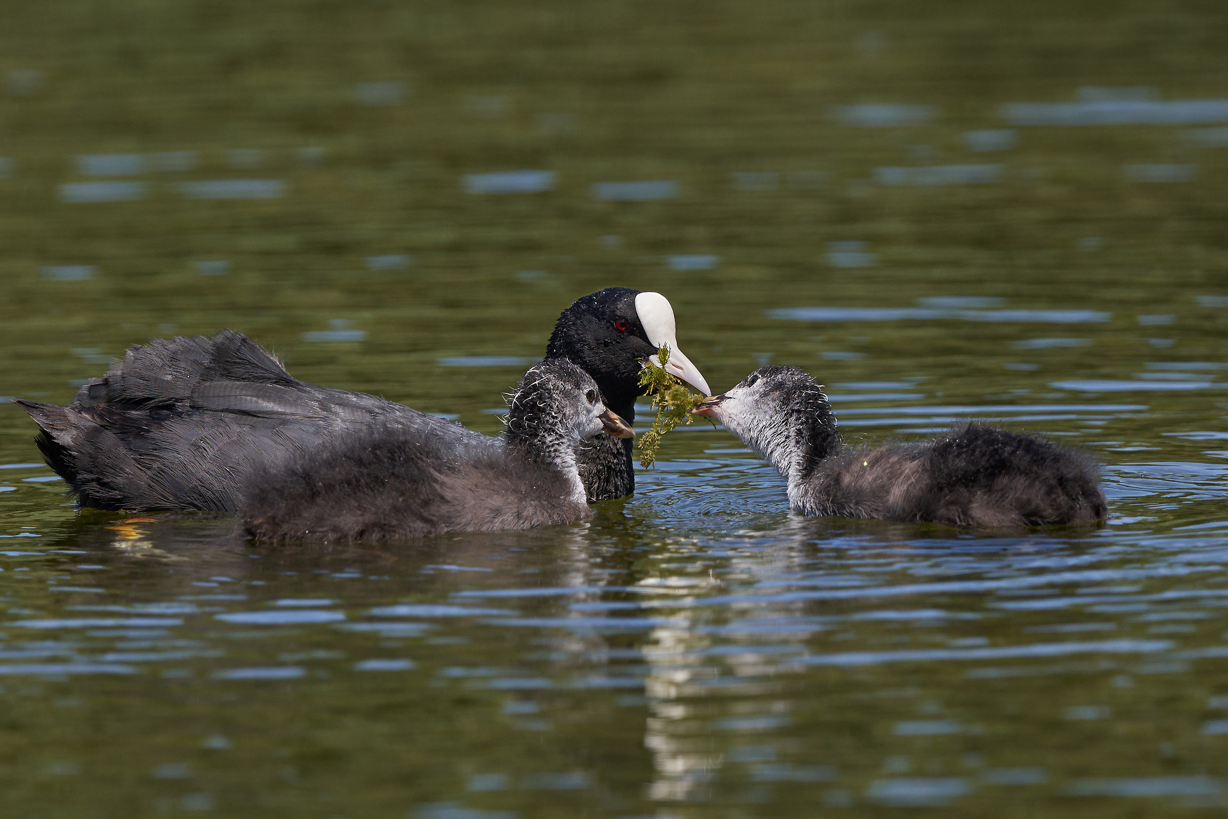 Coot with immature # 1