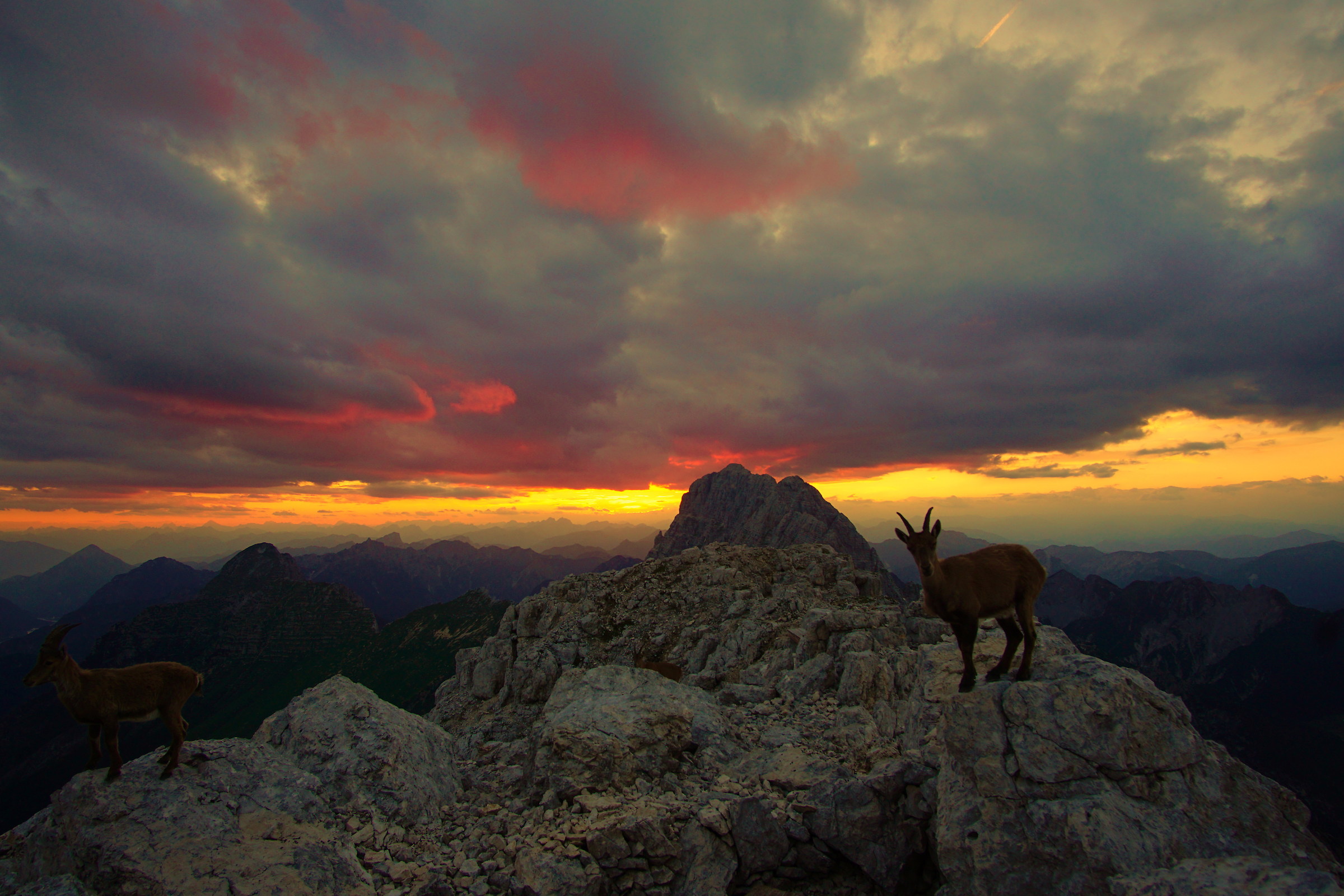 Ibex on the Foronon del Buinz