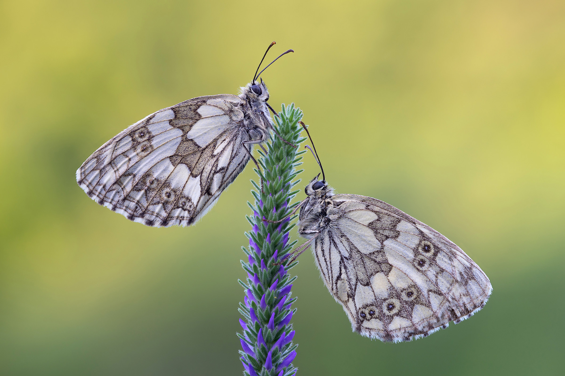 Melanargia galathea