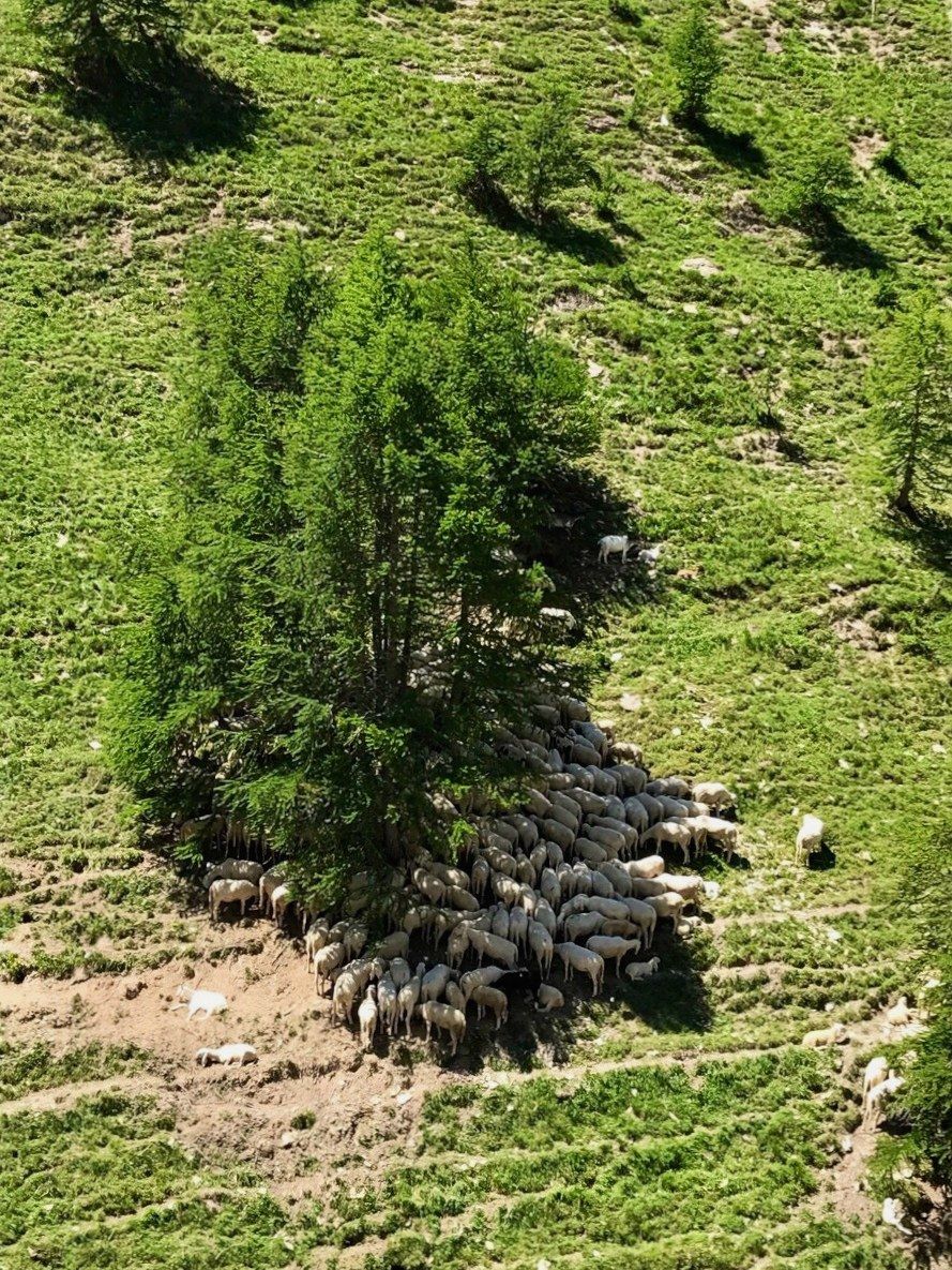 Alla ricerca di un po' d'ombra