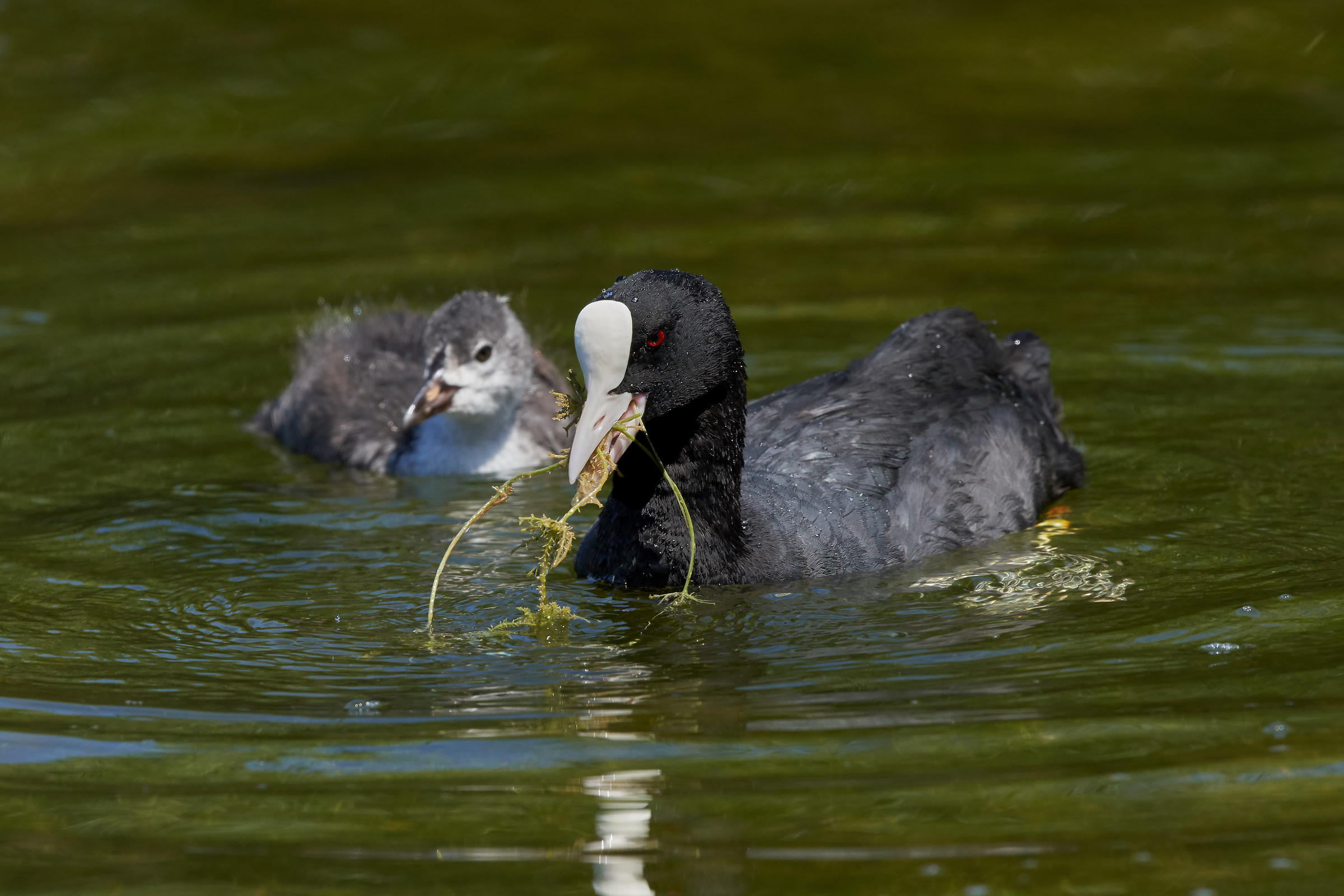 Coot with immature # 3