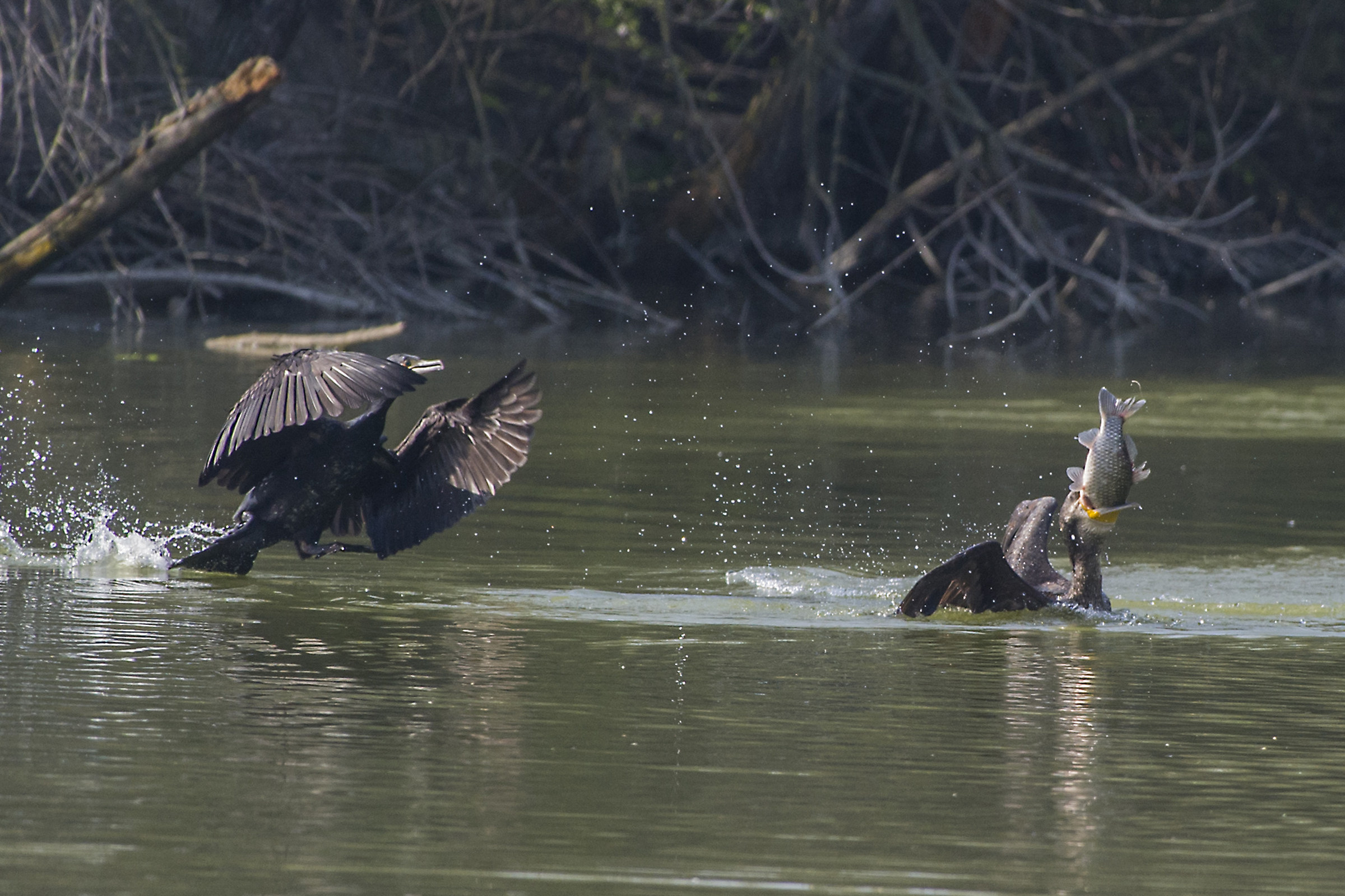 Chi troppo e chi niente