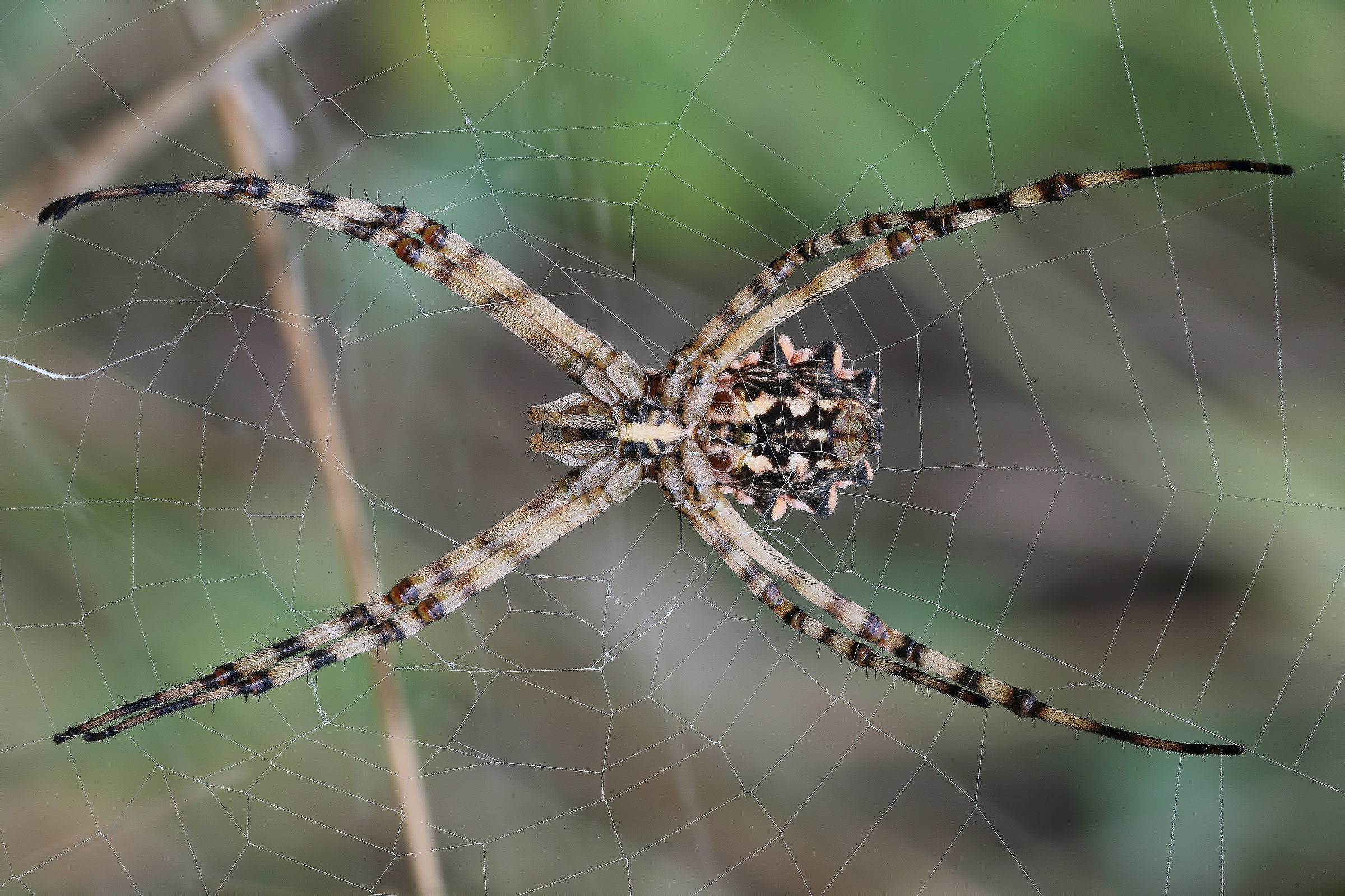 Argiope lobata vista da sotto