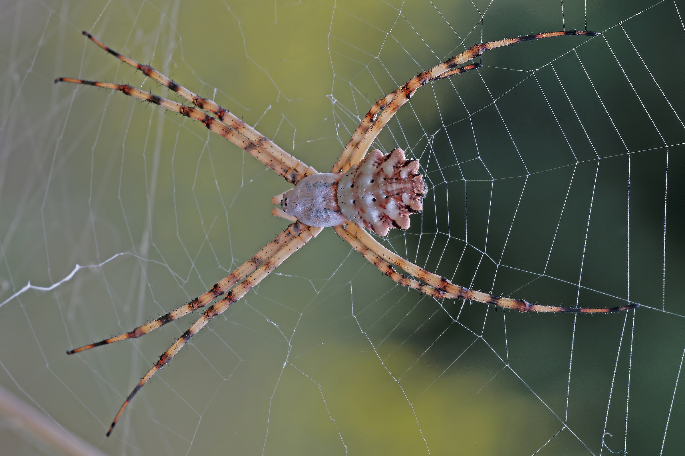 Argiope lobata vista da sopra