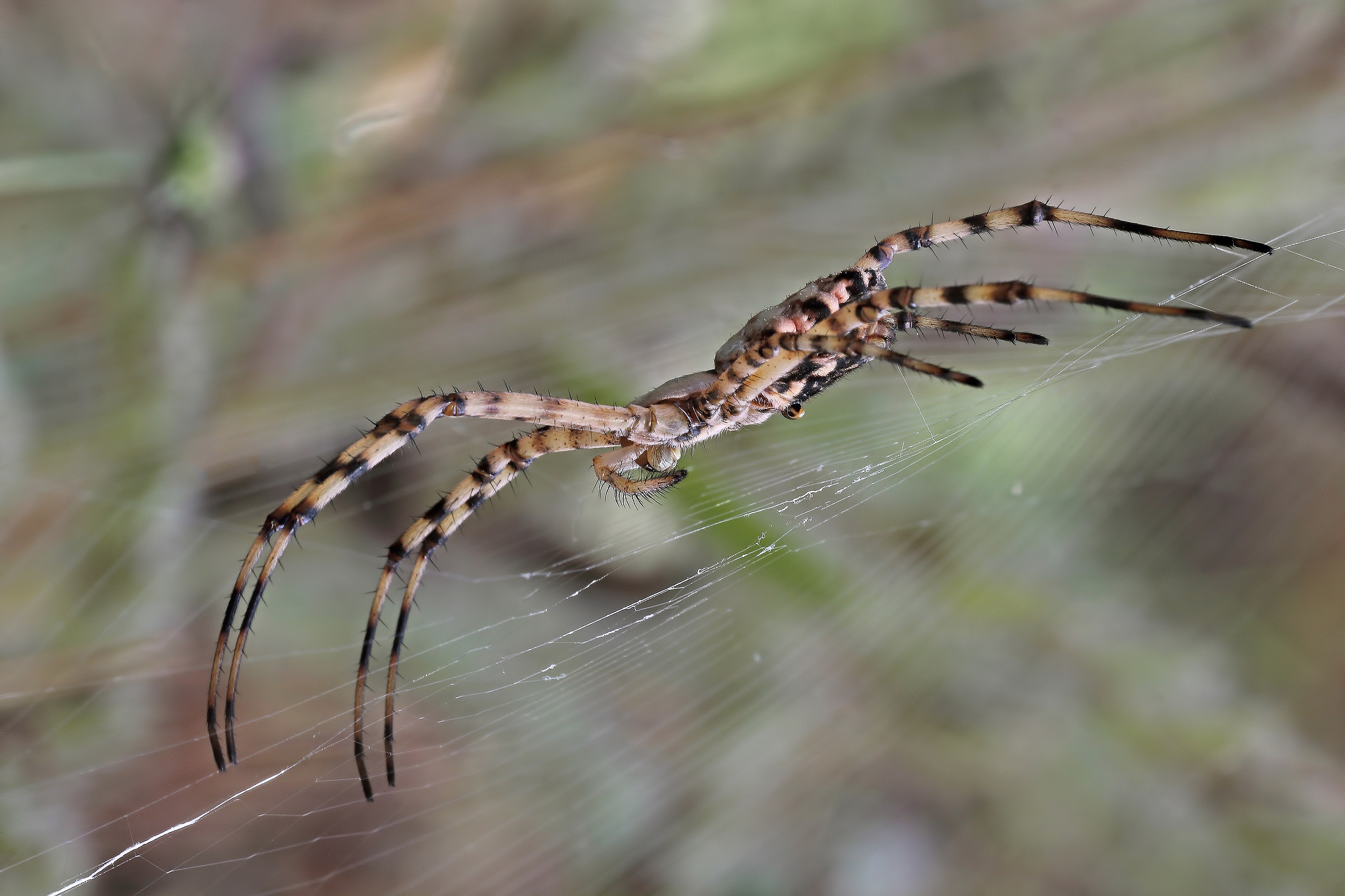 Argiope lobata vista di profilo