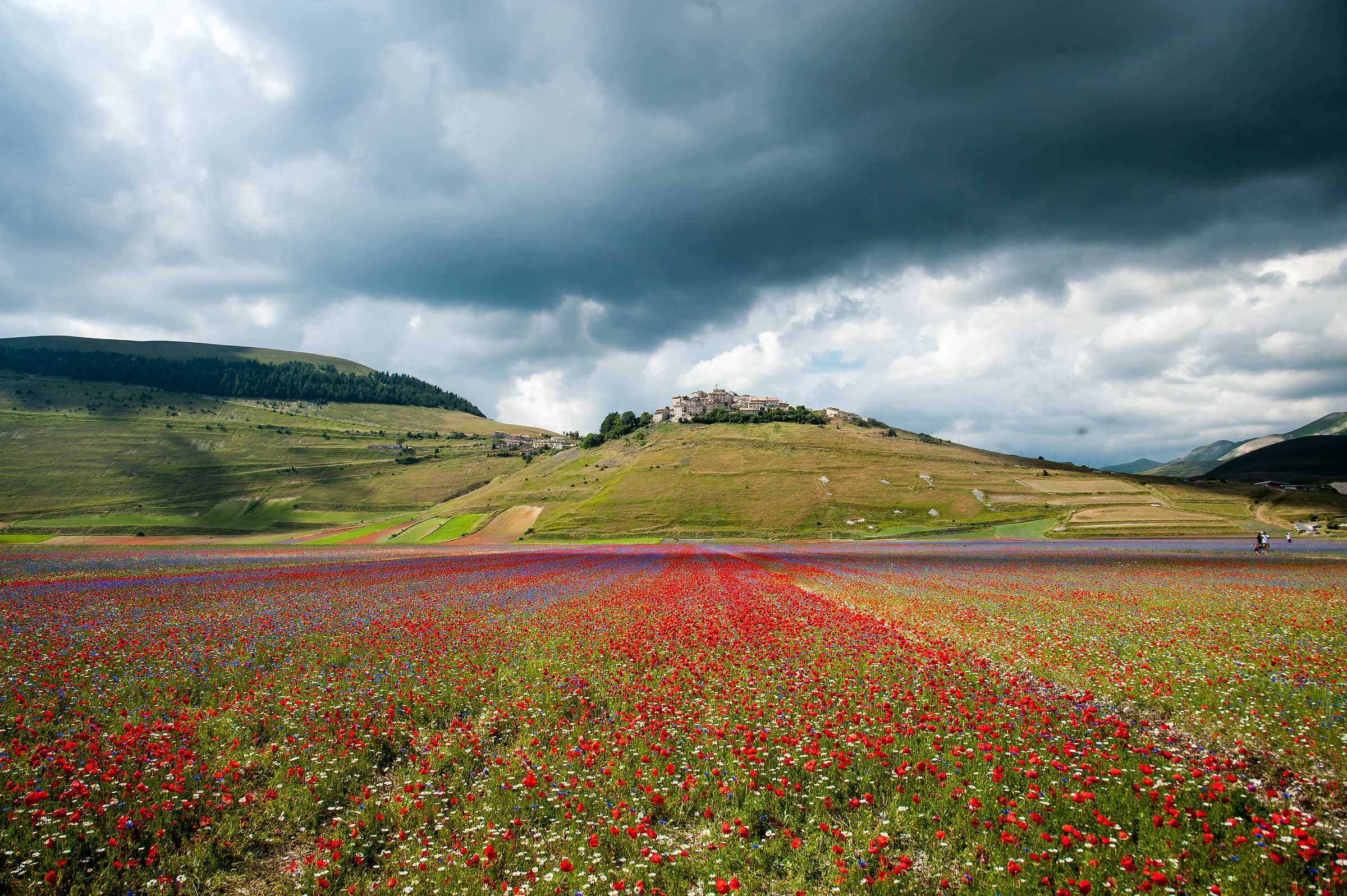 The colors of Castelluccio (flowering 2018)