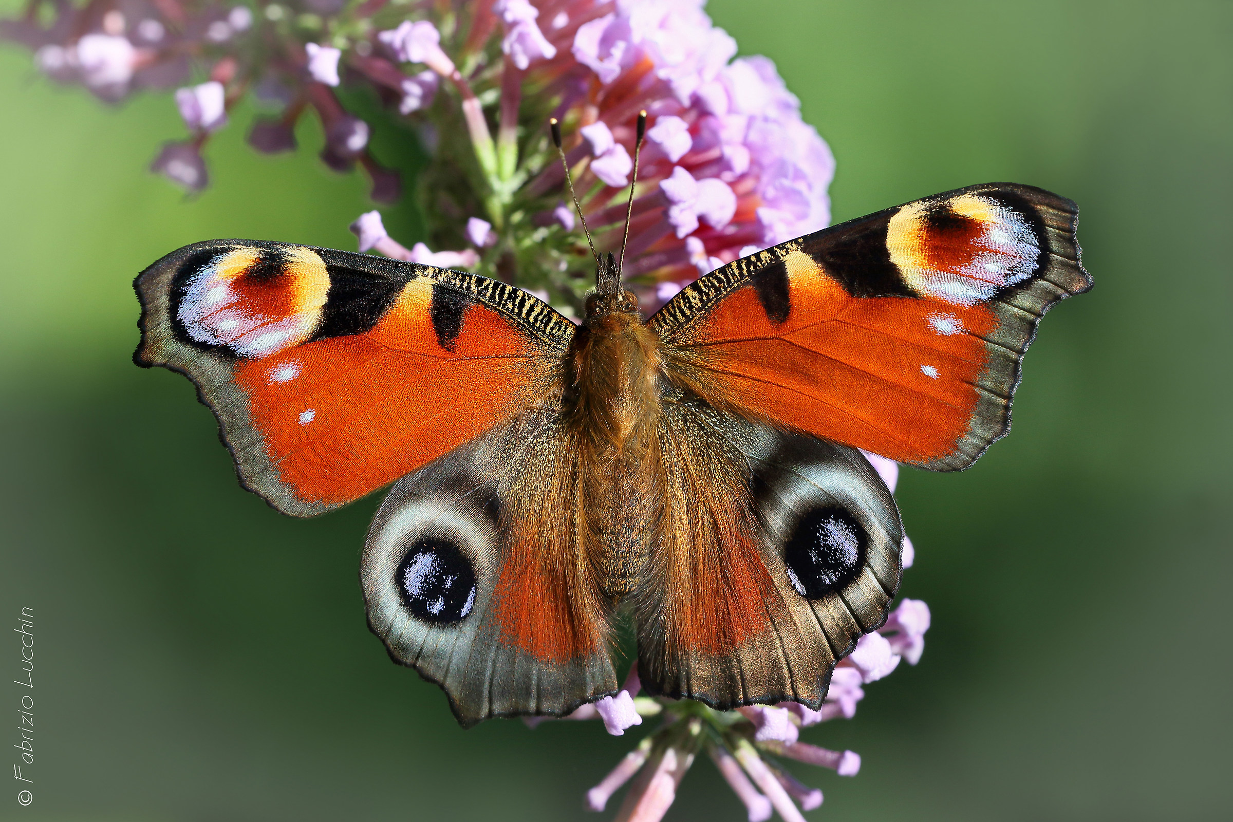 Aglais io (Vanessa io)