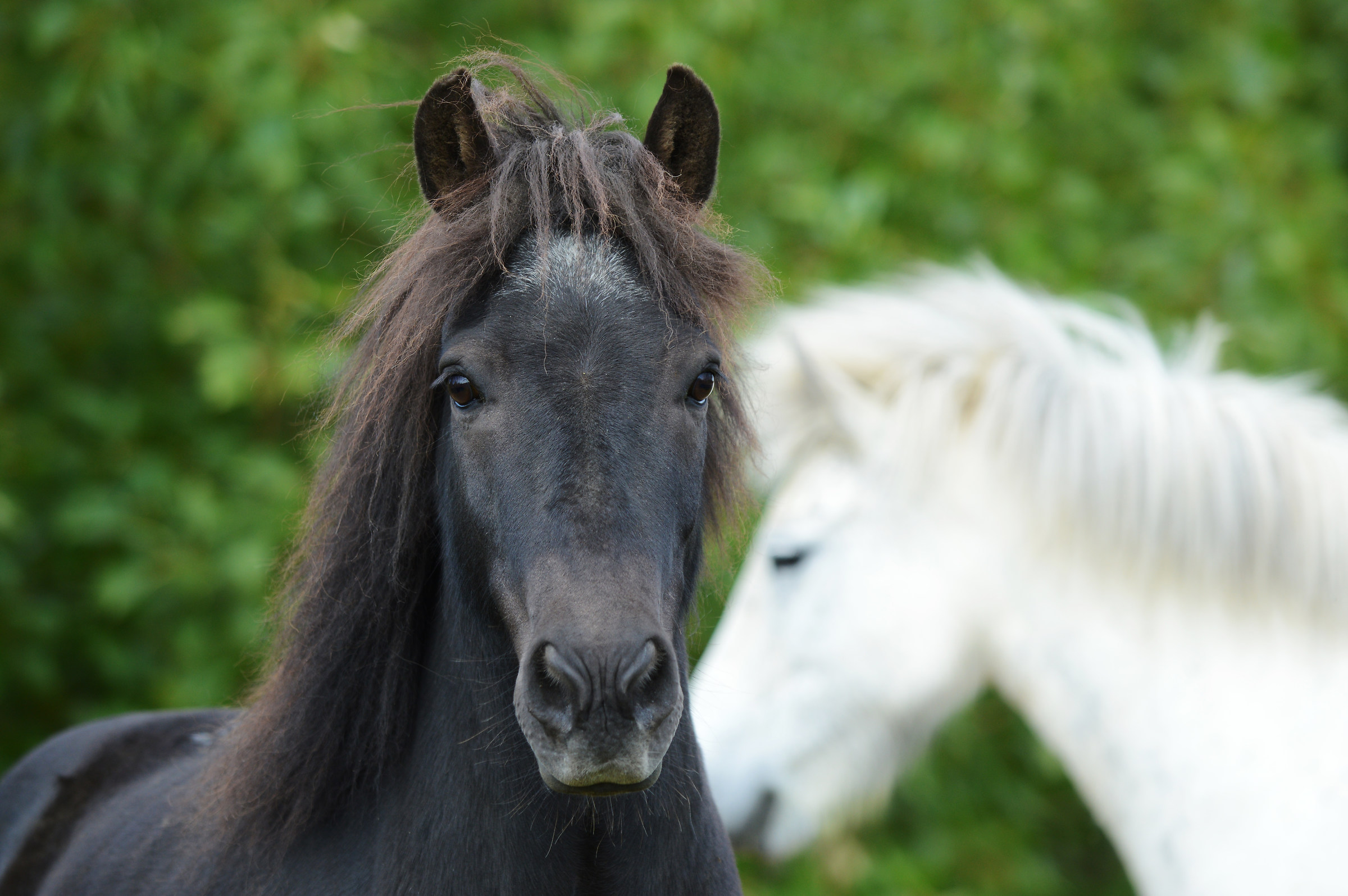 Icelandic horse