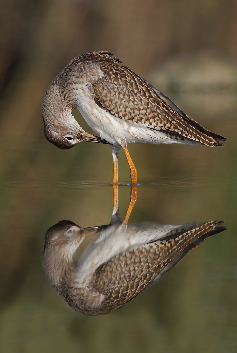 Redshank