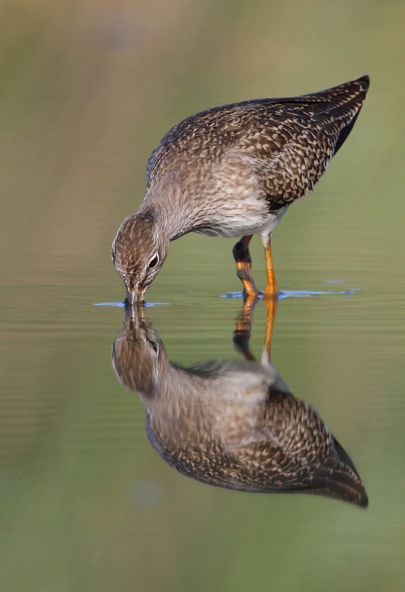 Redshank