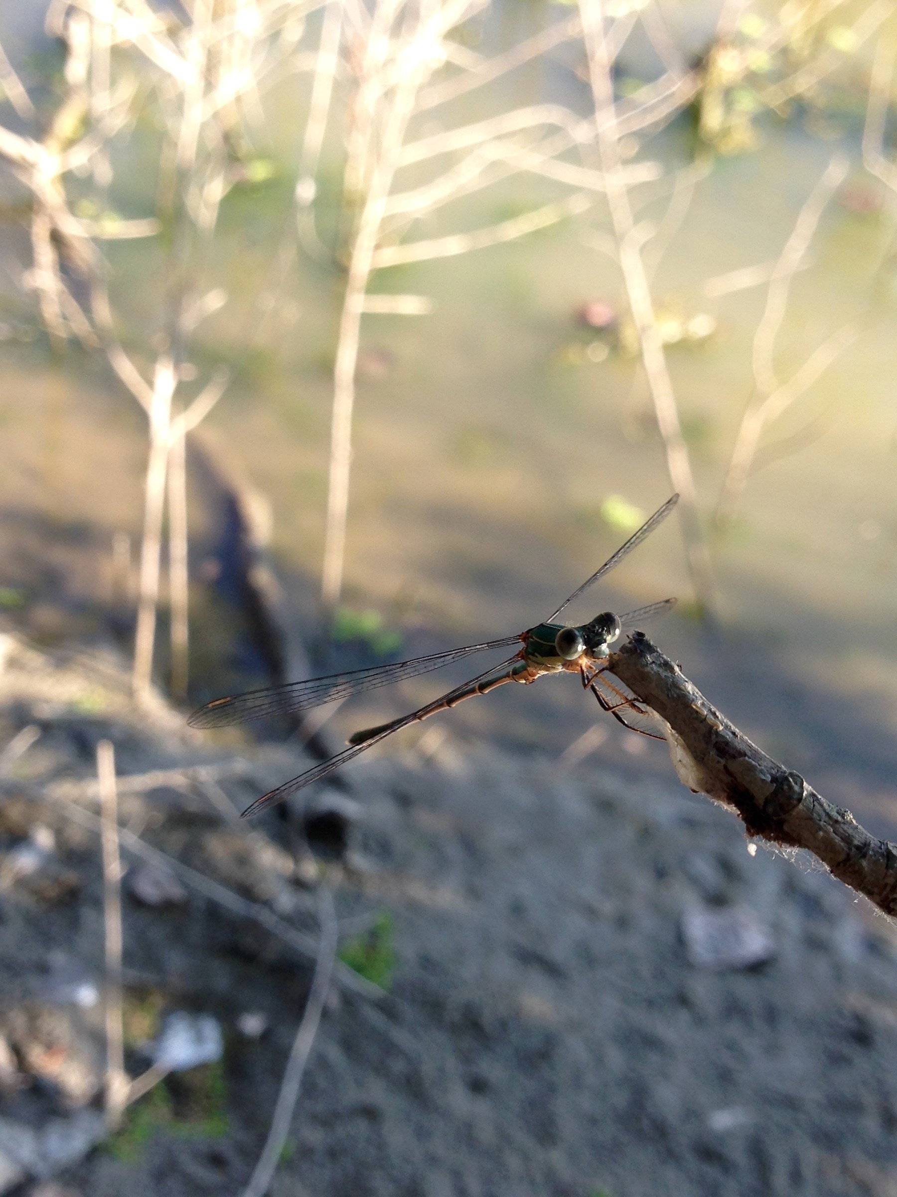 Libellula golena viadana