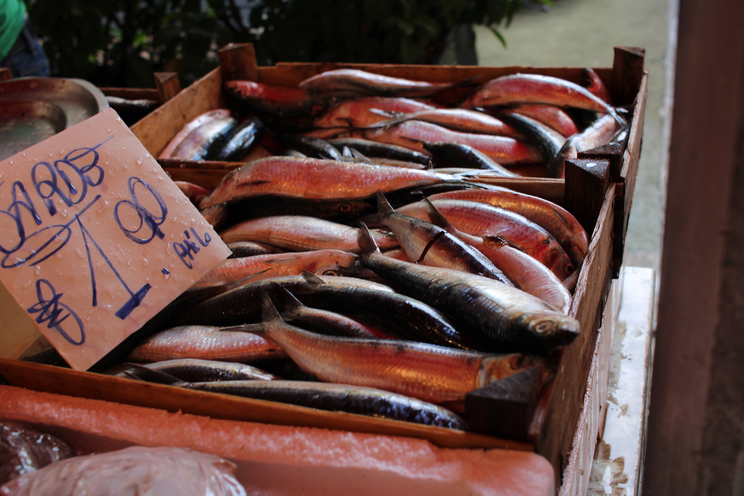 Fresh sardines