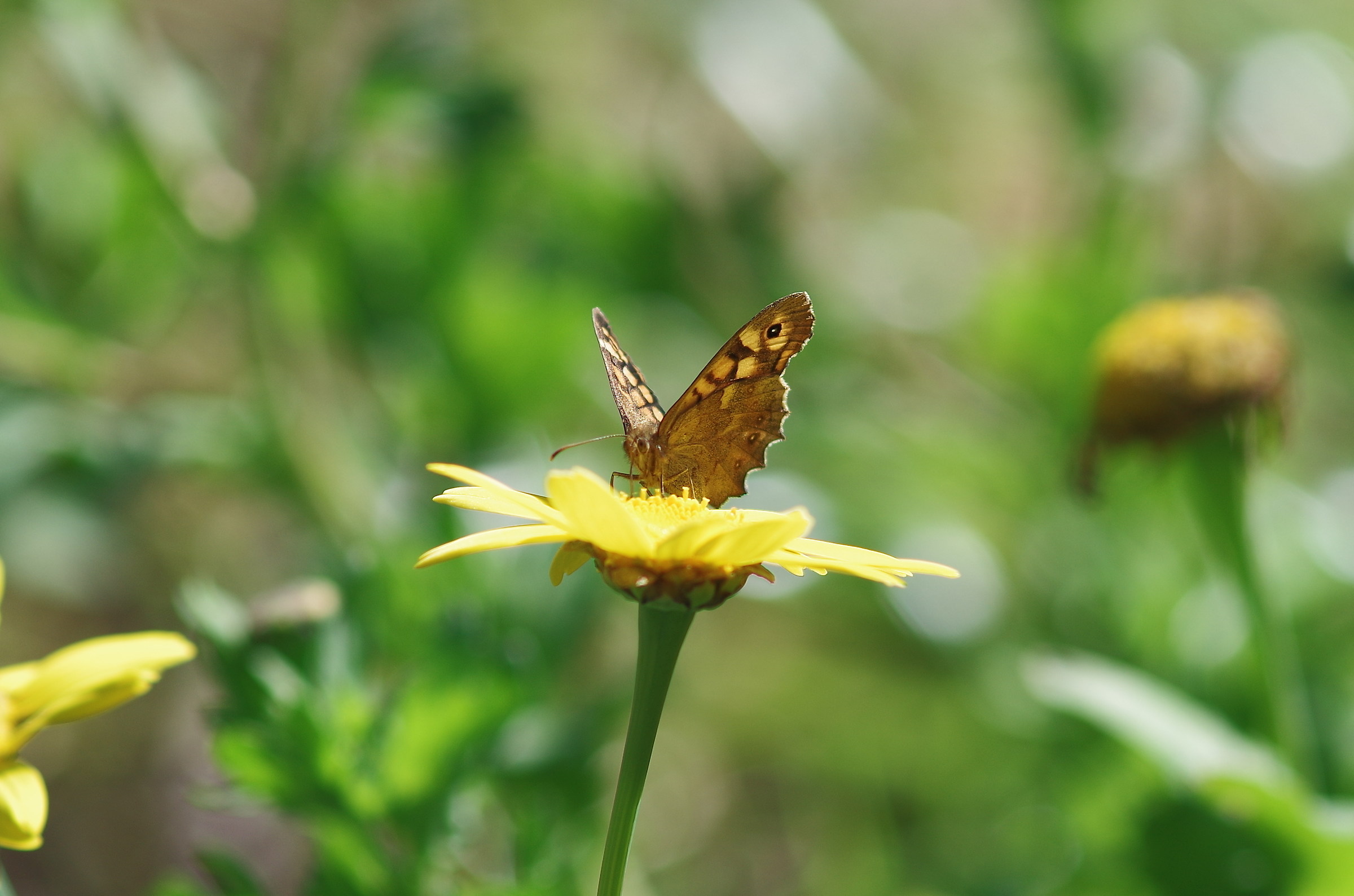 la farfalla e il fiore