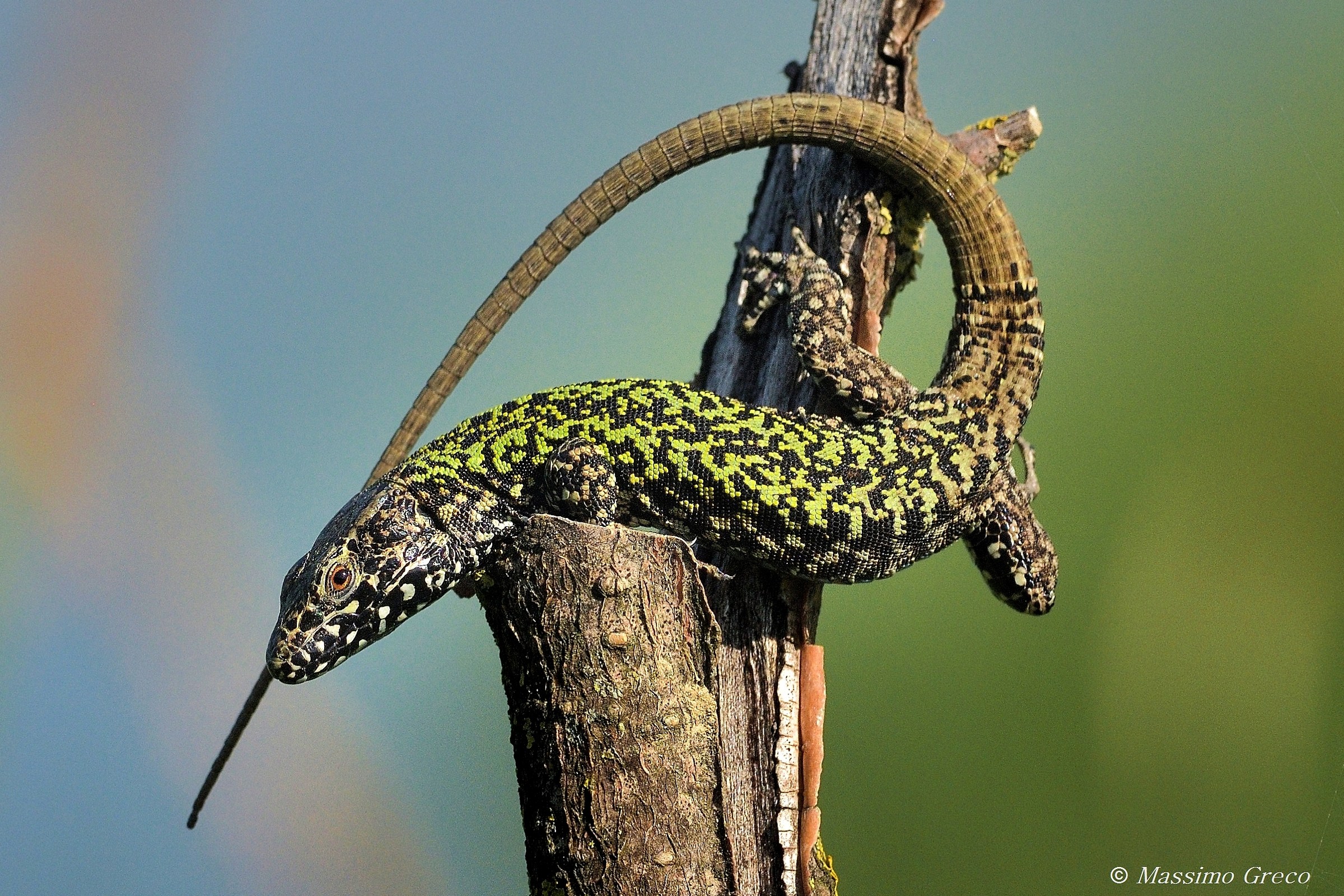 The regenerated queue