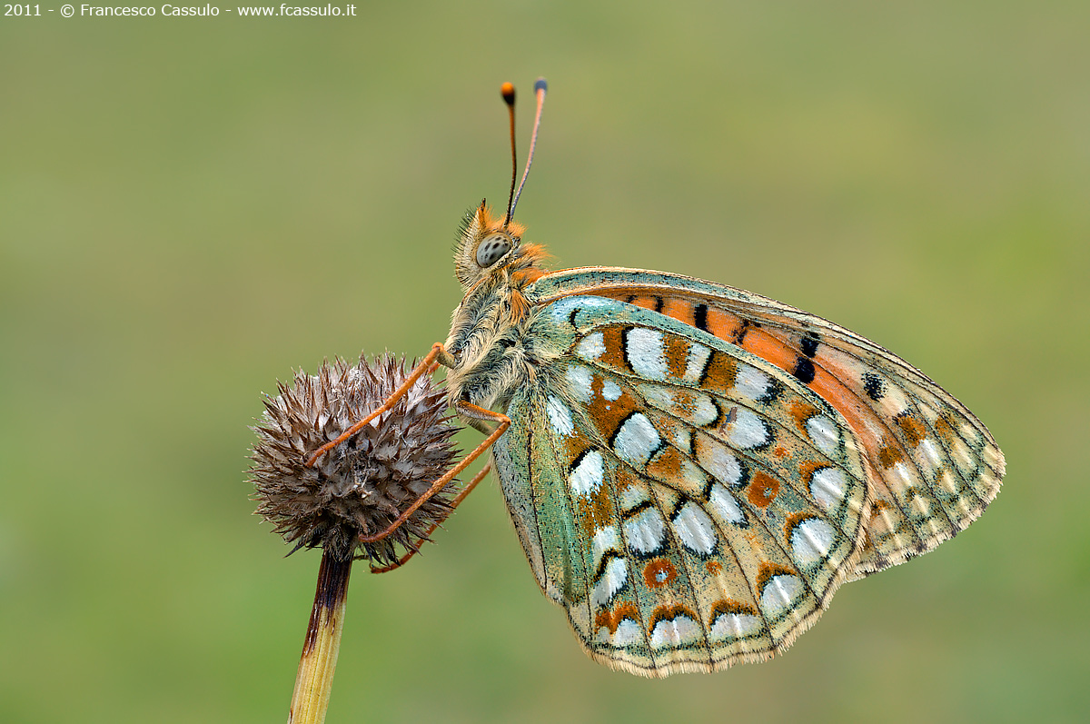 Fabriciana niobe (Linnaeus, 1758)
