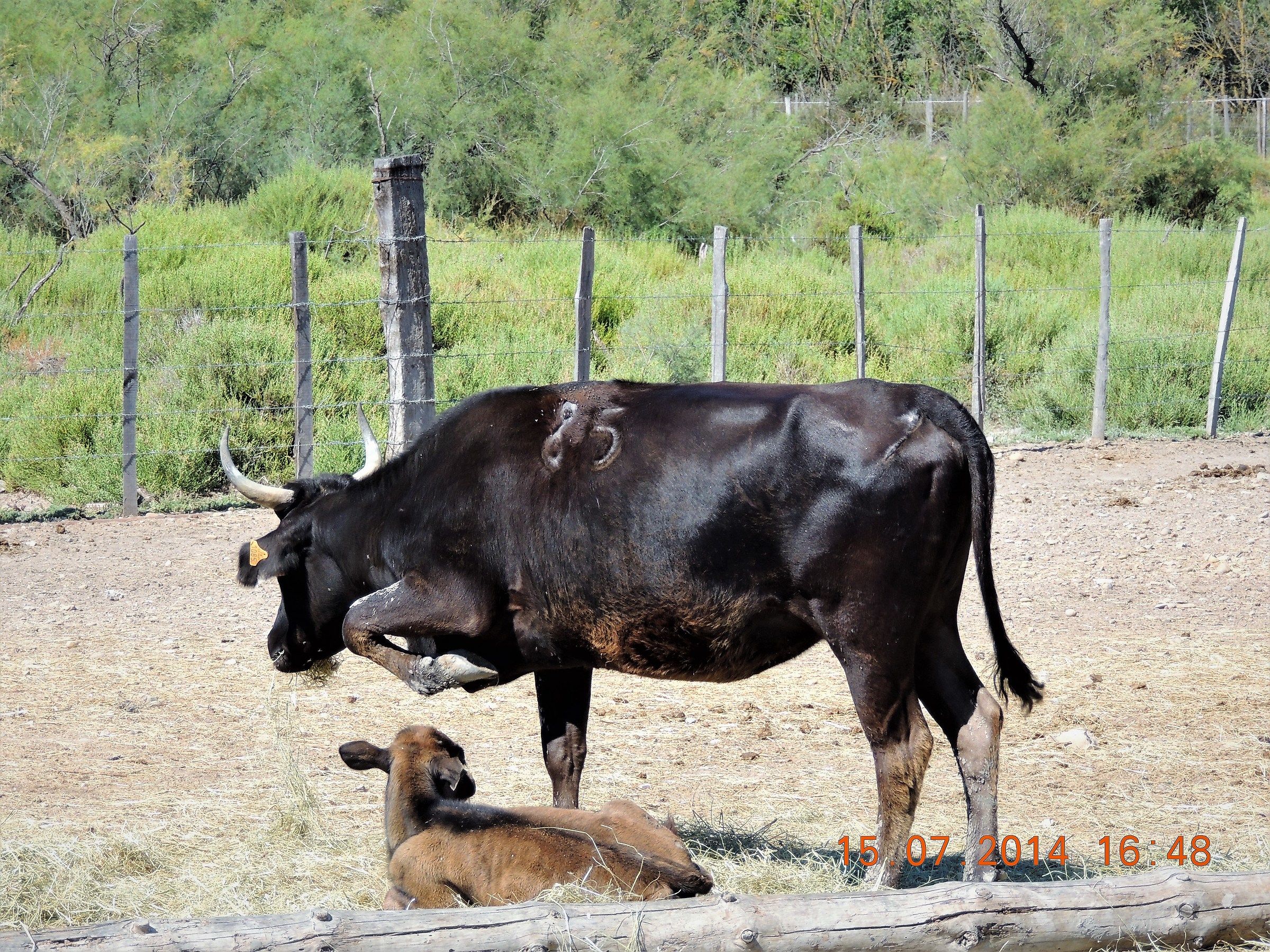 la mamma è la mamma....