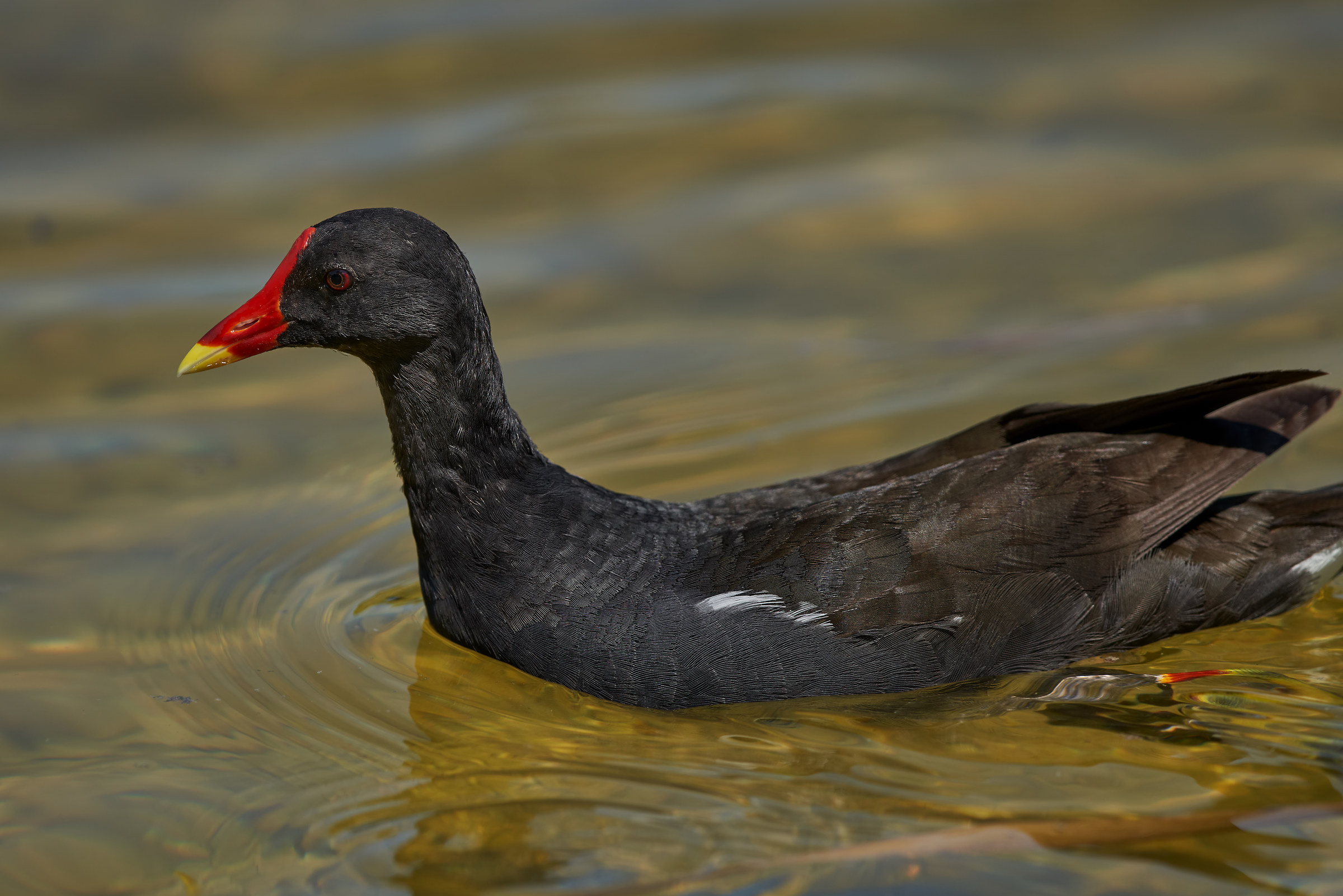 Gallinule