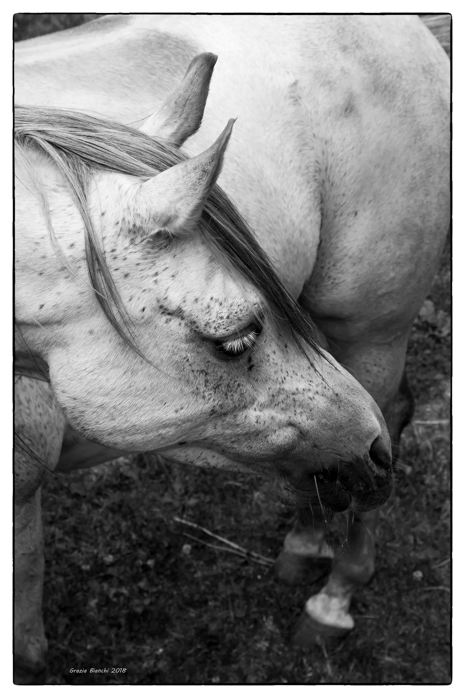 Horse of revers Val d'aosta