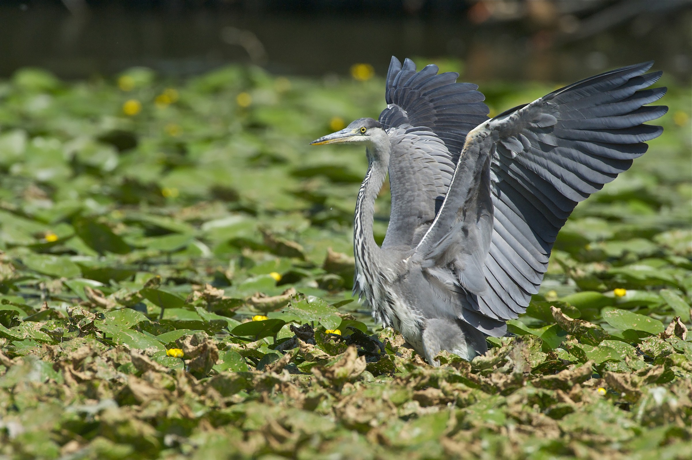 Give me your eyes ...