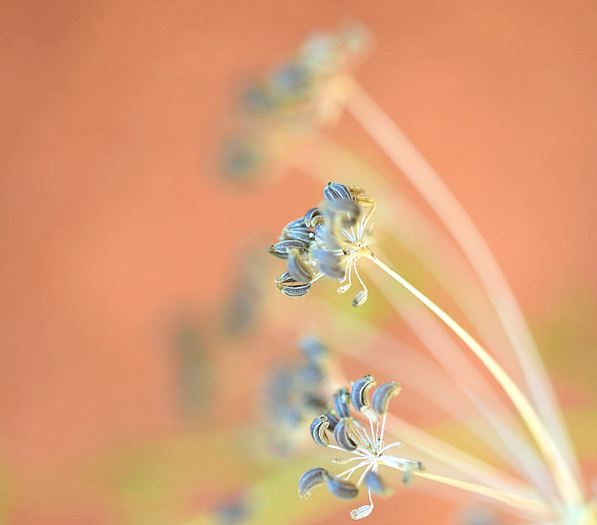 Tanta luce e Prezzemolo